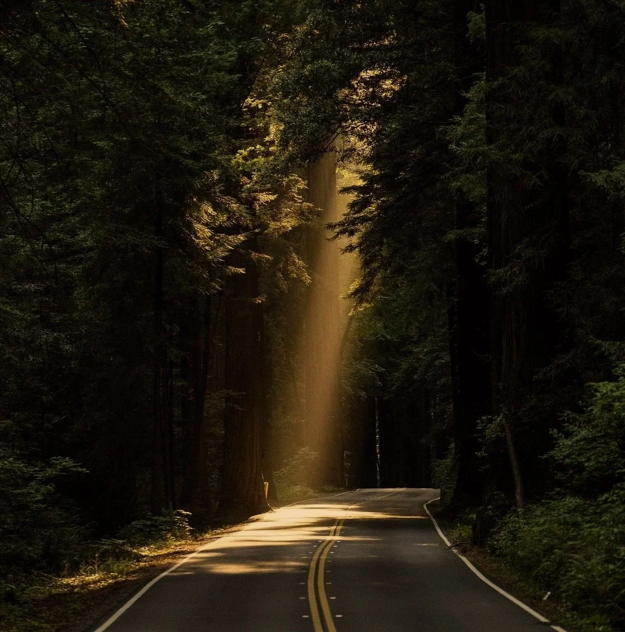 A winding forest road with tall trees on either side, illuminated by a beam of sunlight filtering through the dense canopy.