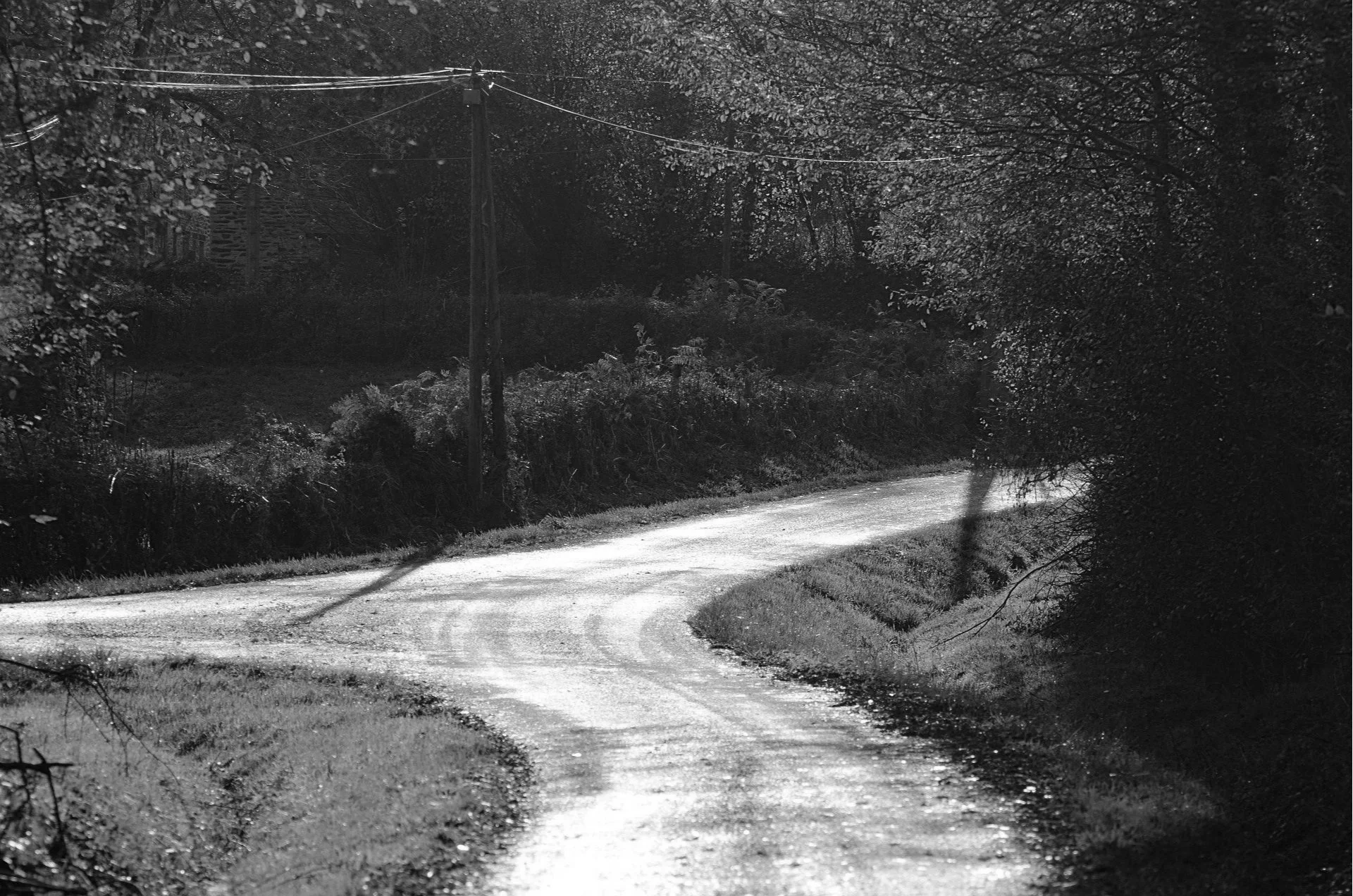 A black and white photo of a winding dirt road in a wooded area with trees and bushes on both sides, and a utility pole with wires in the background.