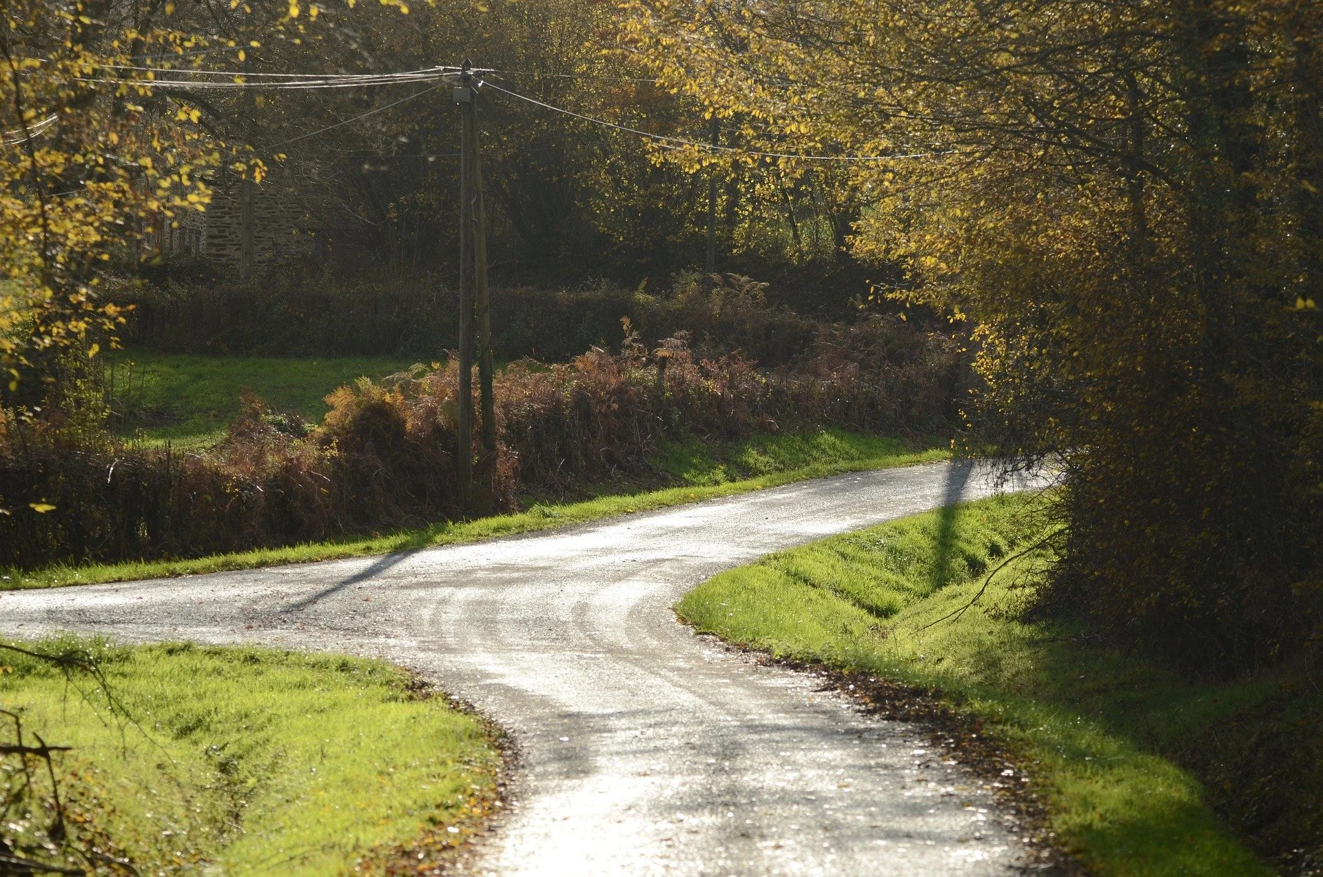 Narrow winding wet road through lush green grass with trees and electrical poles on the sides, bathed in warm sunlight, autumn foliage.