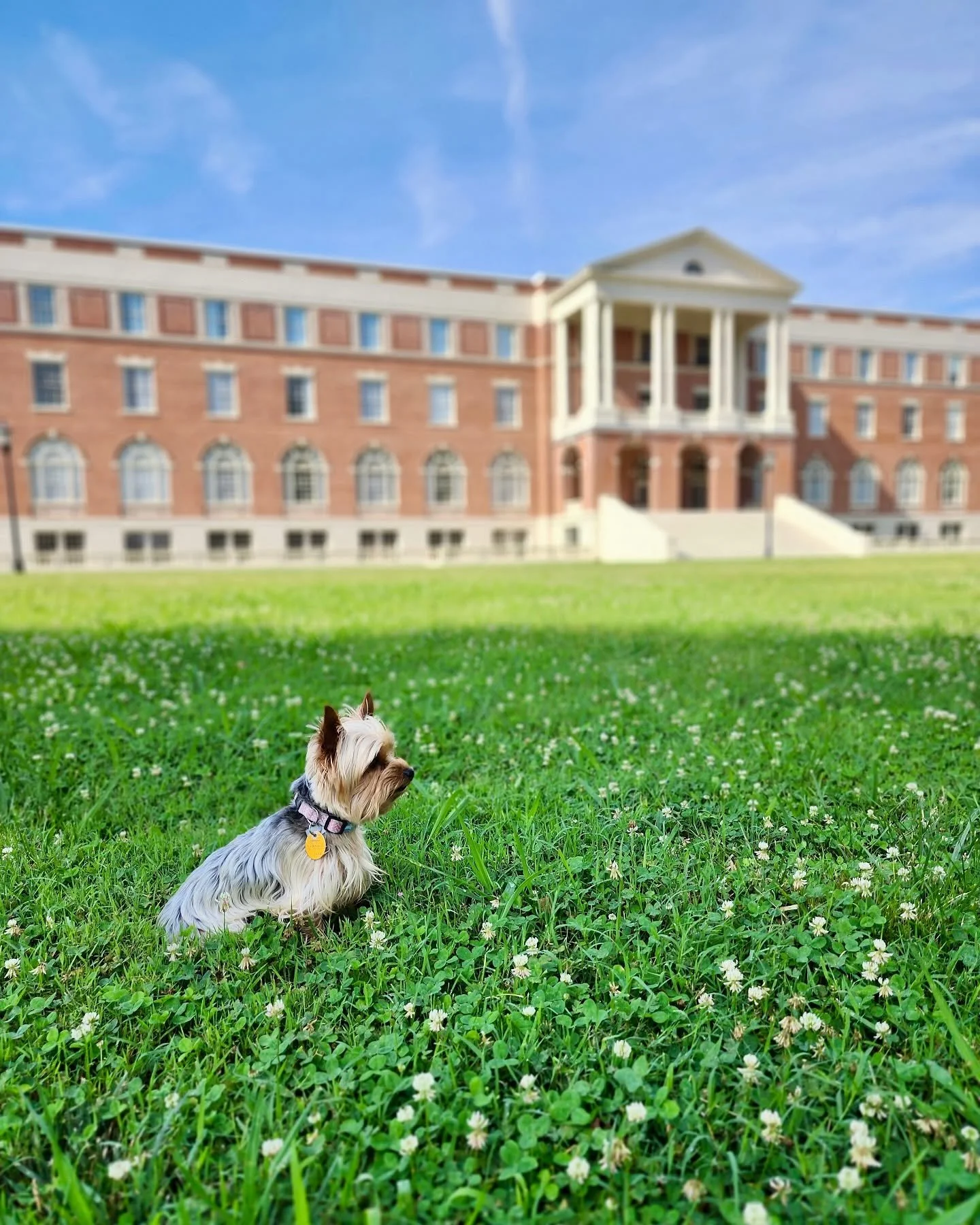 Four legs, wagging tails, and 100% welcome. 🐾

At the Inn at Blackstone, we believe your best furry friends deserve a vacation too! With sprawling green lawns right outside your door, quiet campus paths for morning walks, and pet-friendly guest suit