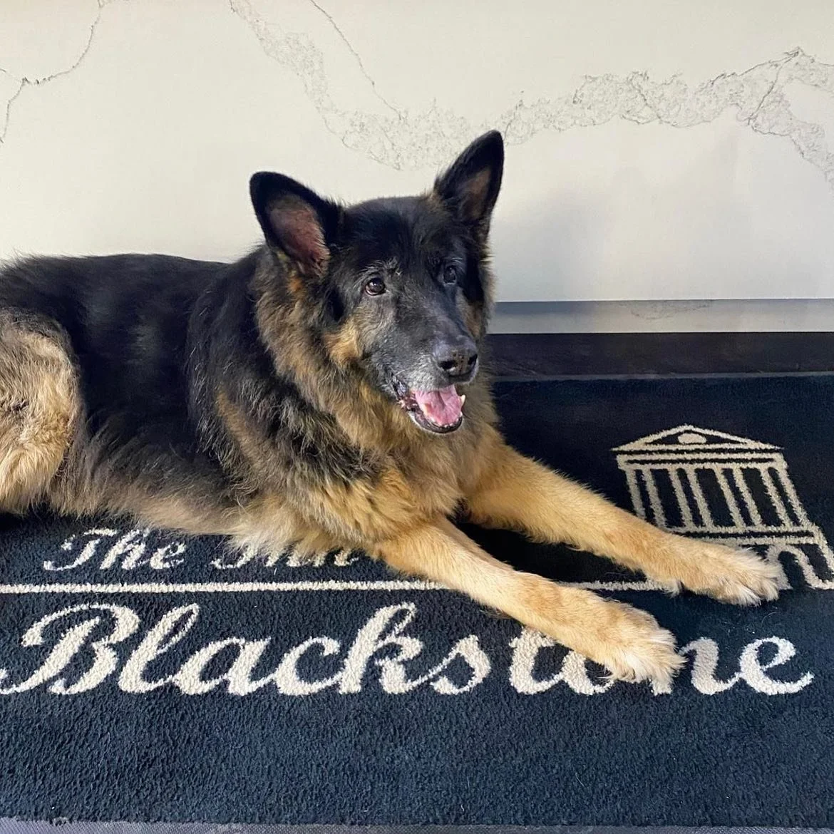 A German Shepherd dog lying on a black doormat that has the words 'The Blackstone' and an outline of a building. The dog has a black and tan coat, and is looking happily at the camera with mouth slightly open.