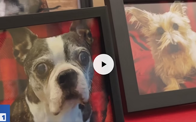 How to Navigate Grief after the Loss of a Pet