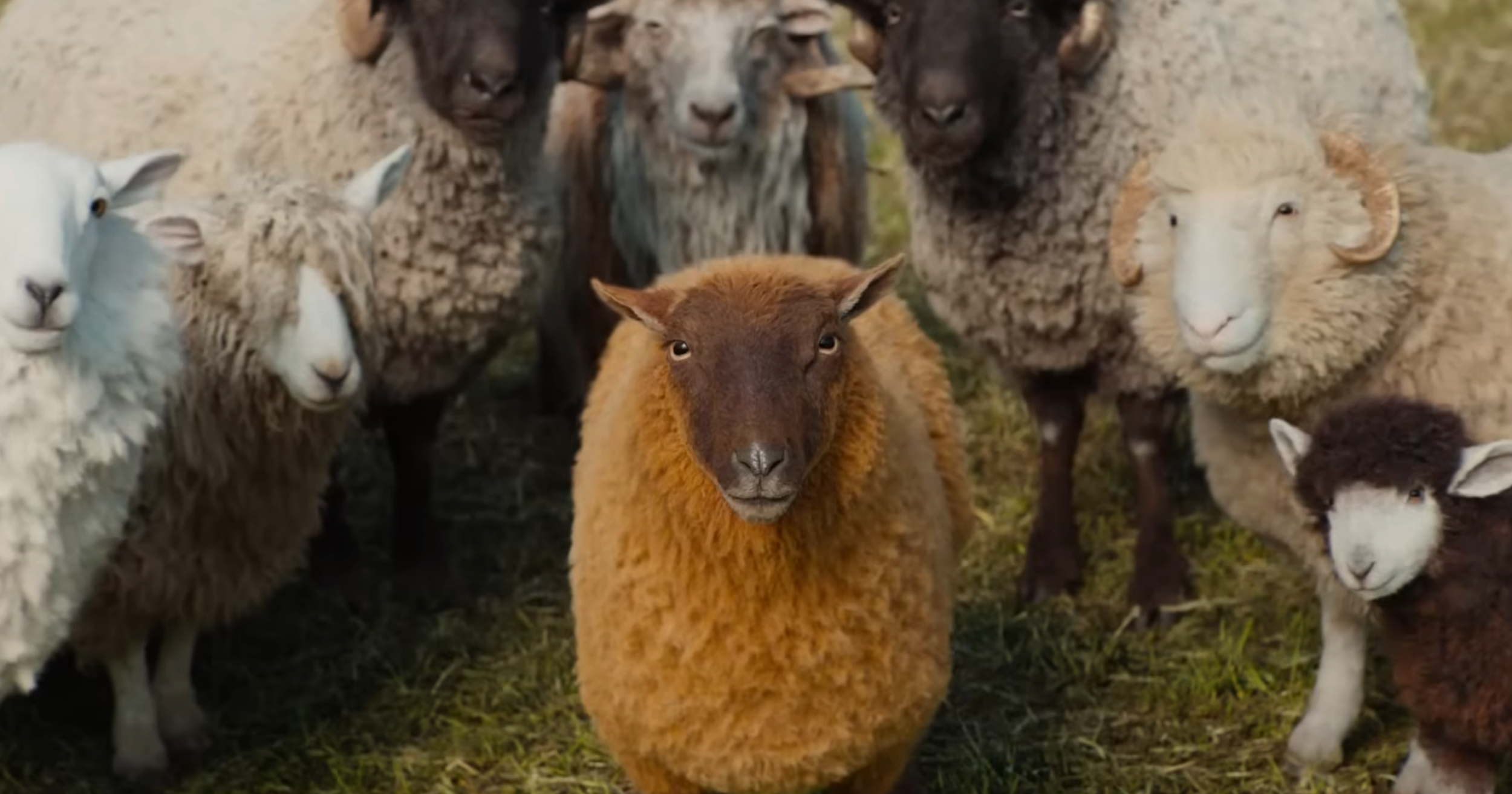 A group of sheep standing in a grassy field.