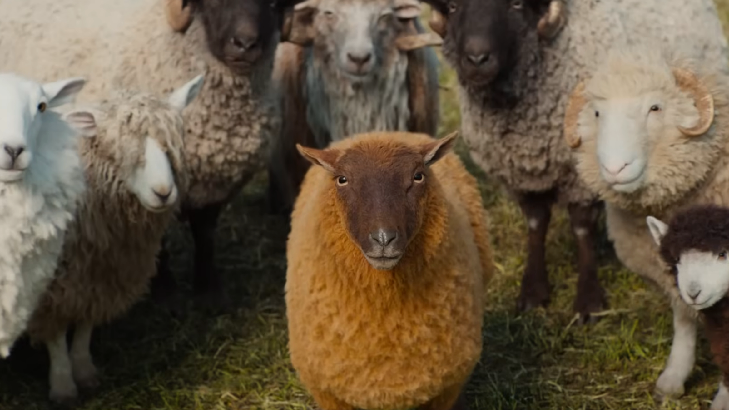 5 - The Sheep Detectives