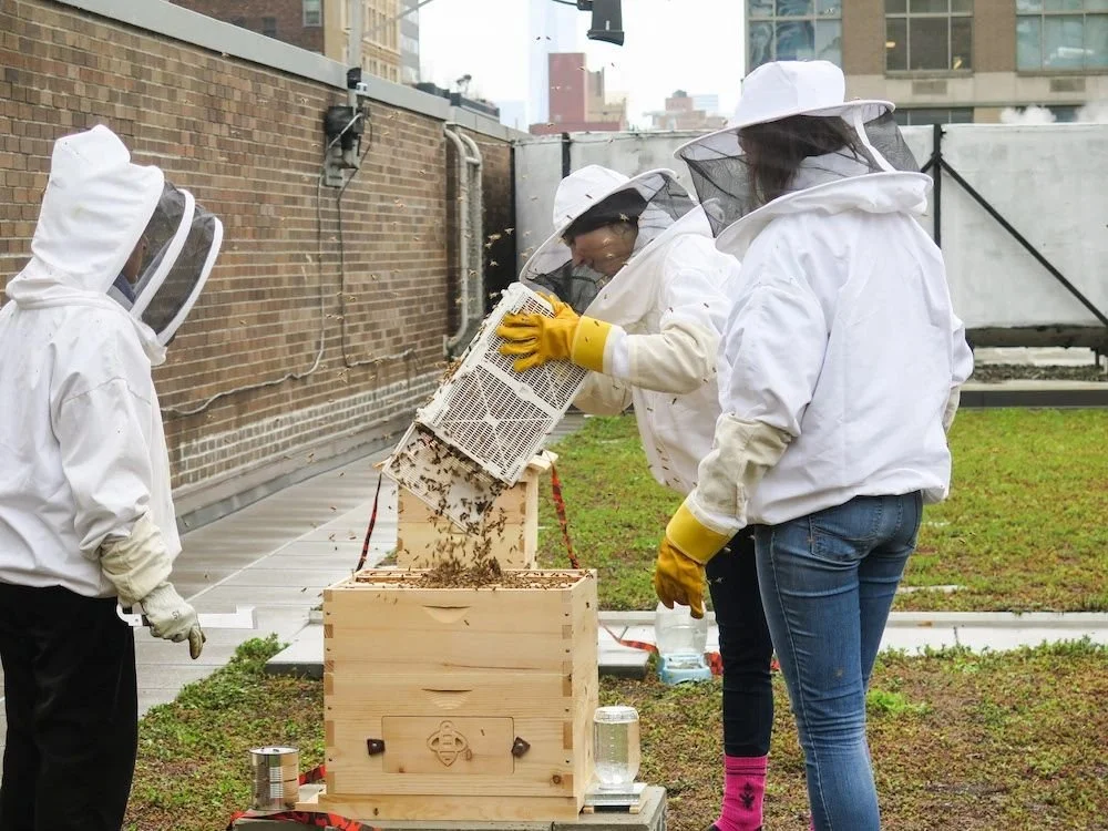 Four people wearing beekeeping suits with veiled hats and yellow gloves are extracting honey from a beehive on a rooftop.