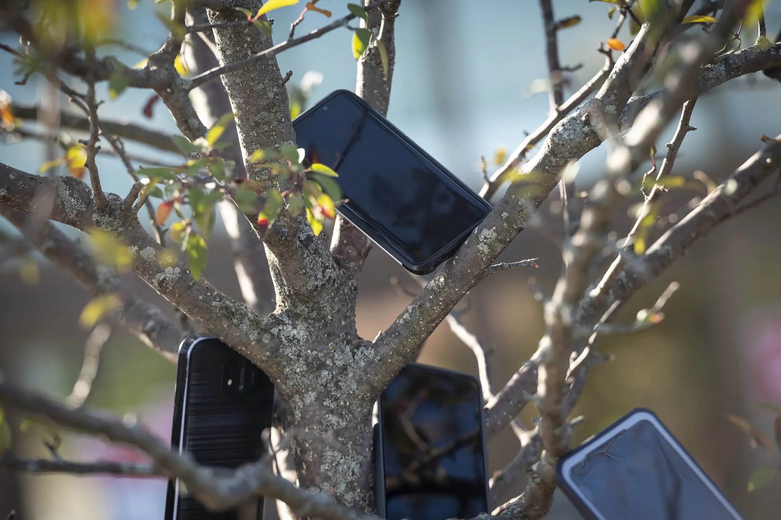 Multiple smartphones are placed in the branches of a tree with small leaves, creating a scene of devices intertwined with nature.