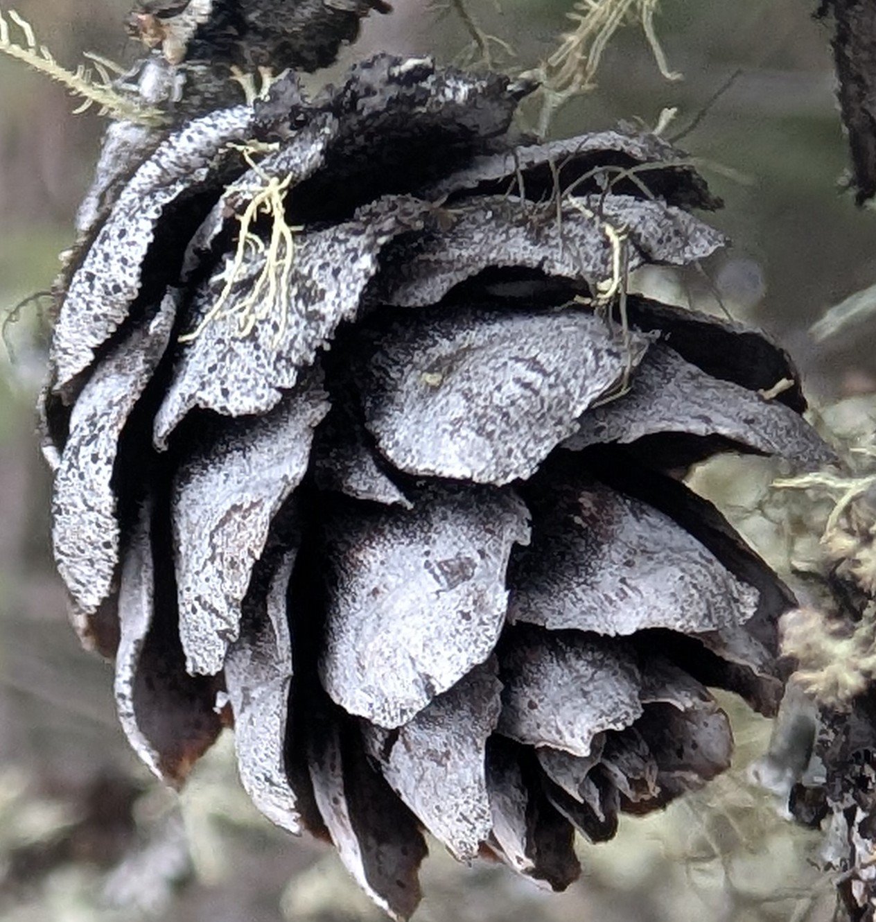 Close-up of a pine cone with weathered, grayish-brown scales, surrounded by small twigs and dried plant material.