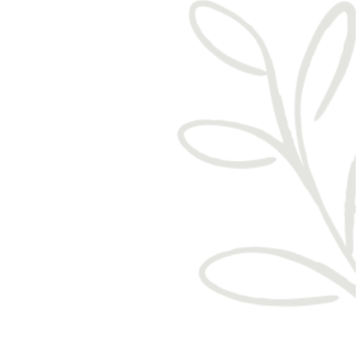 Une illustration minimaliste d'une branche d'olivier avec des feuilles longues et fines, de couleur gris-vert, sur un fond noir.