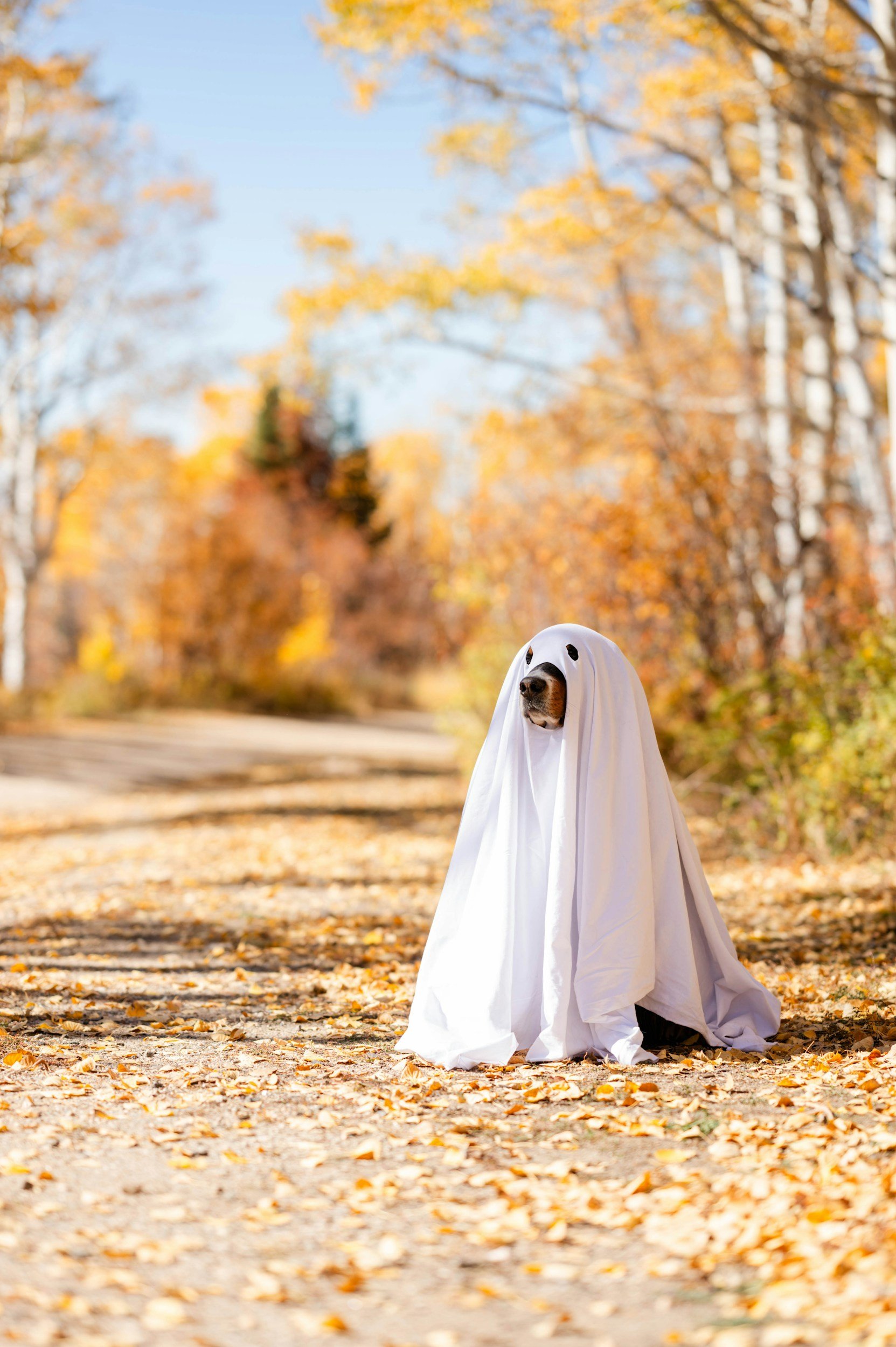 Halloween Week!