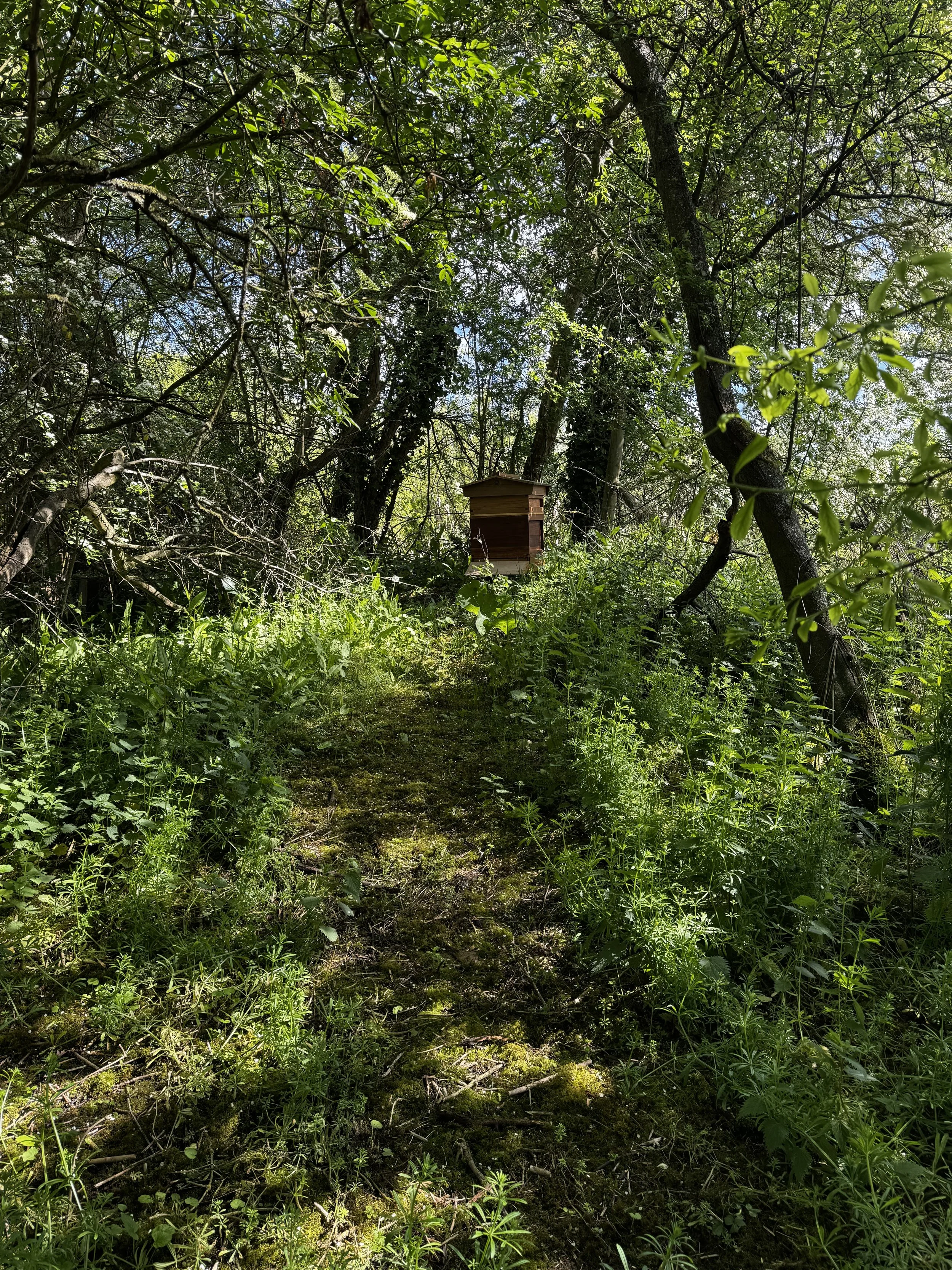 Bridge 28 Raw Spring Honey 2026