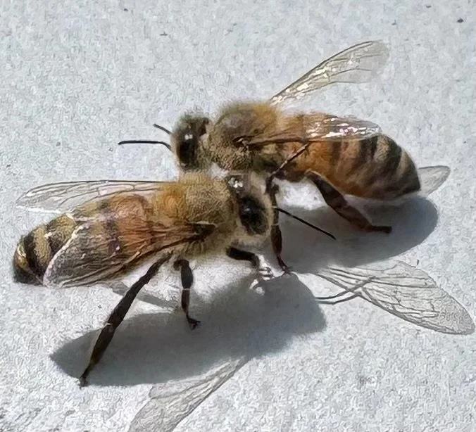 Bridge 28 Summer Honey 2026 (Pre Order for September)