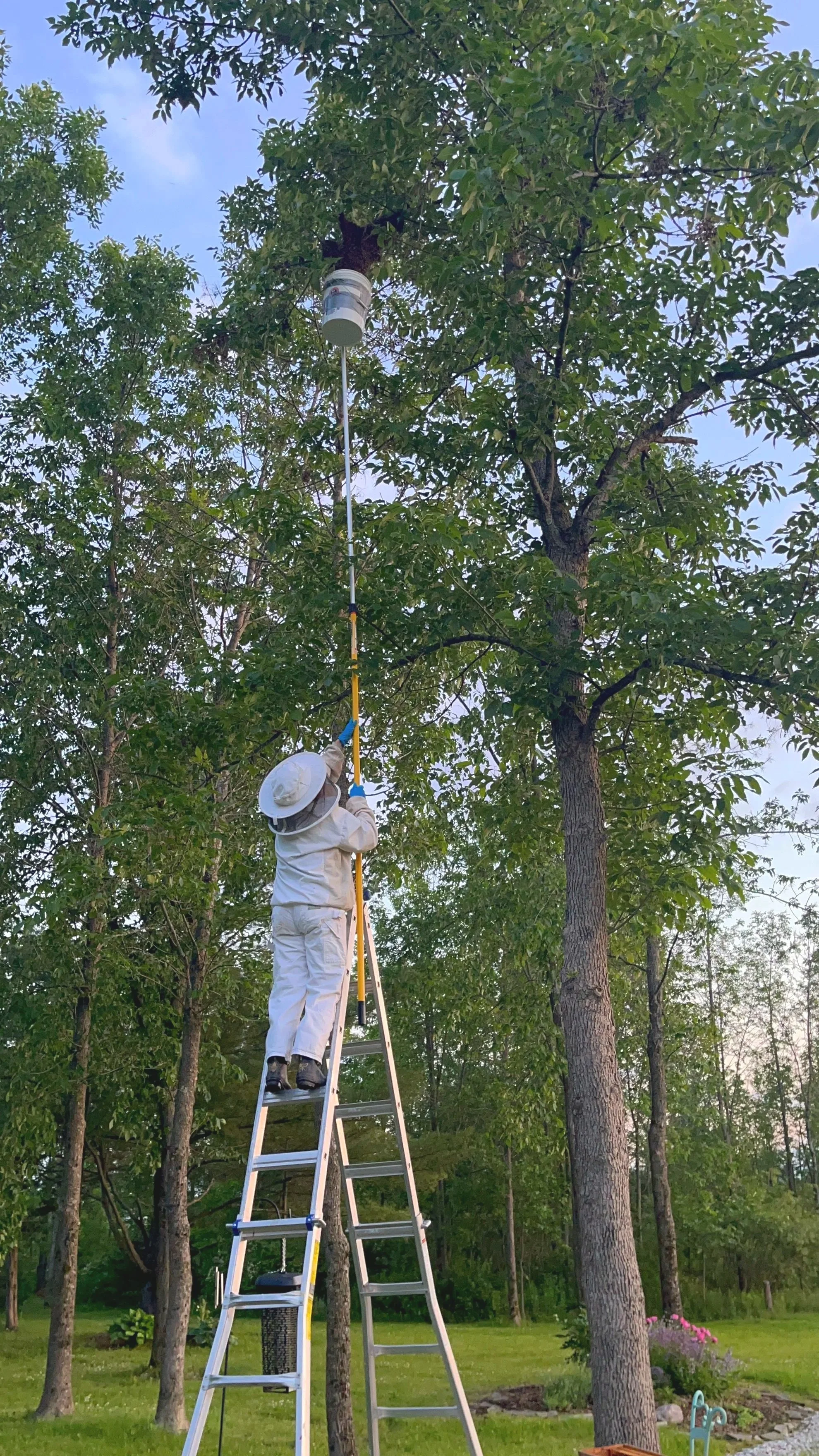Catching a swarm from a tree.