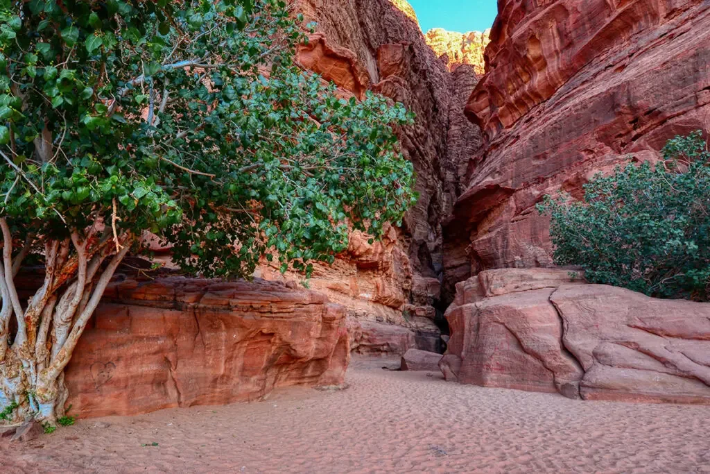 A narrow canyon with reddish sandstone walls and sandy floor, featuring green bushes and a clear blue sky.