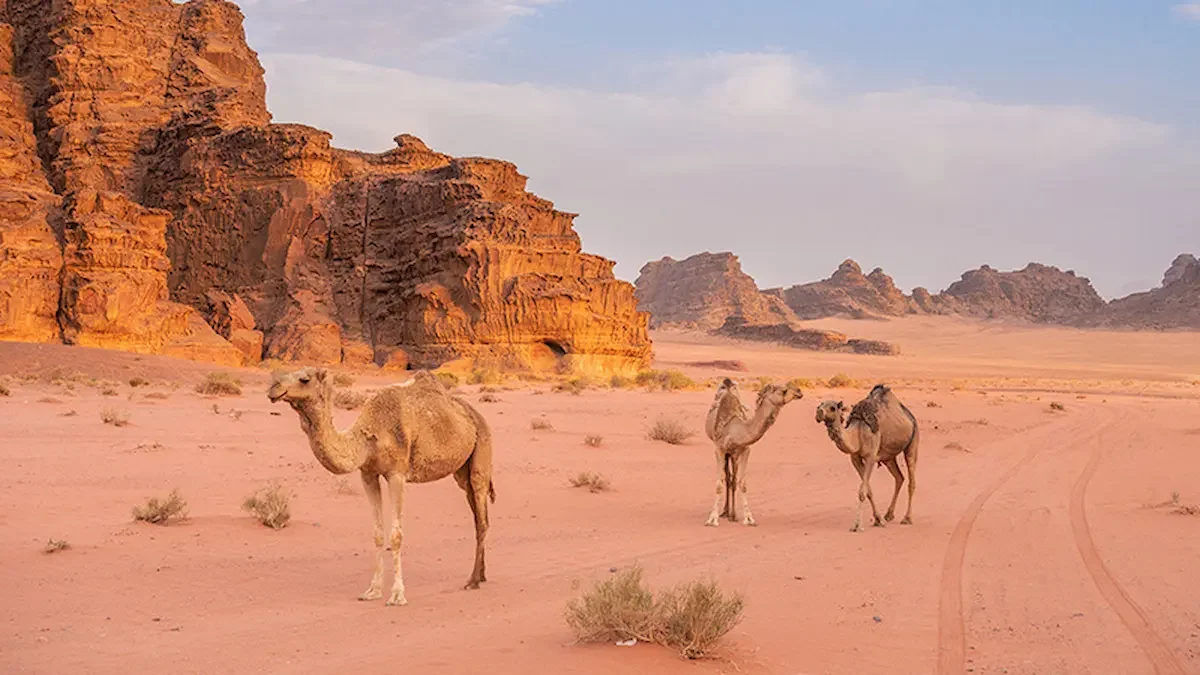 camels in Wadi Rum desert Jordan