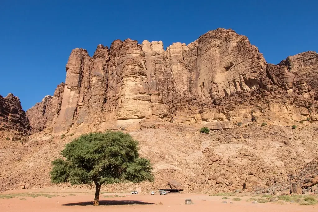 A desert landscape with a large green tree in the foreground, and tall rocky cliffs in the background under a clear blue sky.