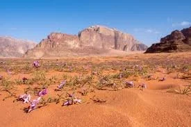 Wadi Rum desert landscape in spring