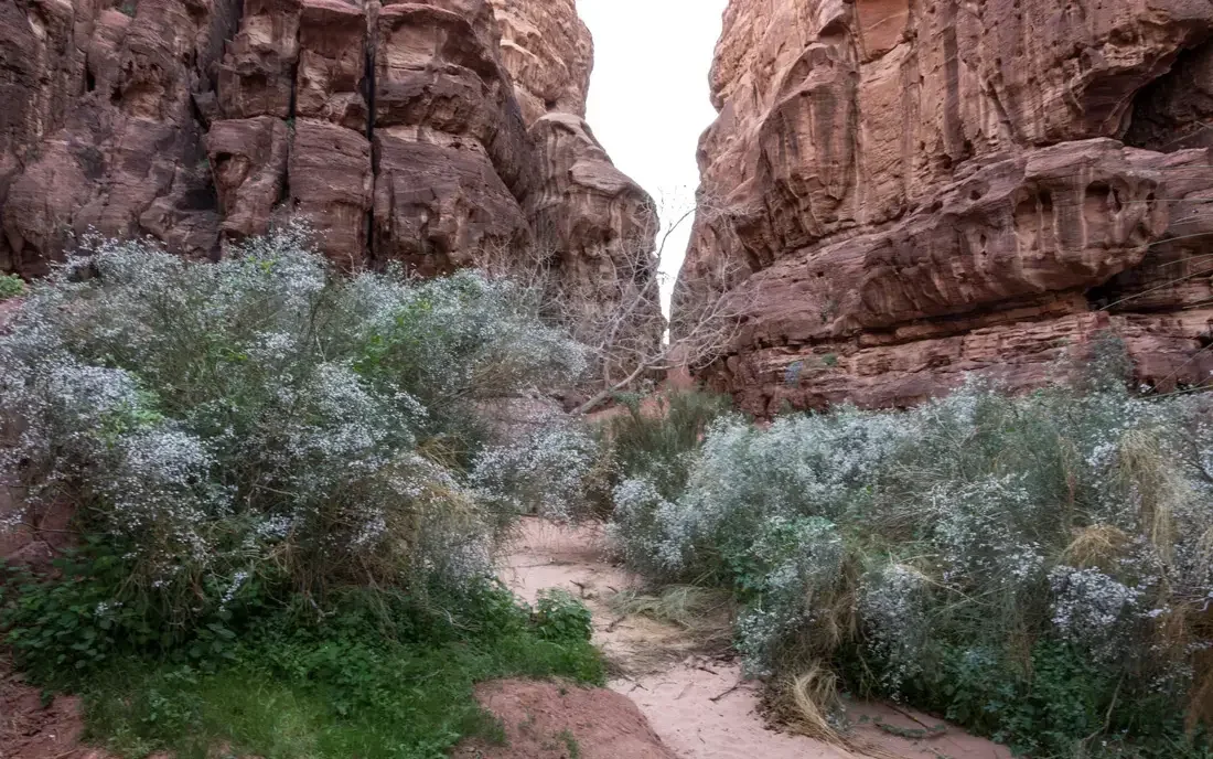 A narrow canyon with reddish rock walls and desert vegetation, including bushes with small white flowers and scattered leafless trees.