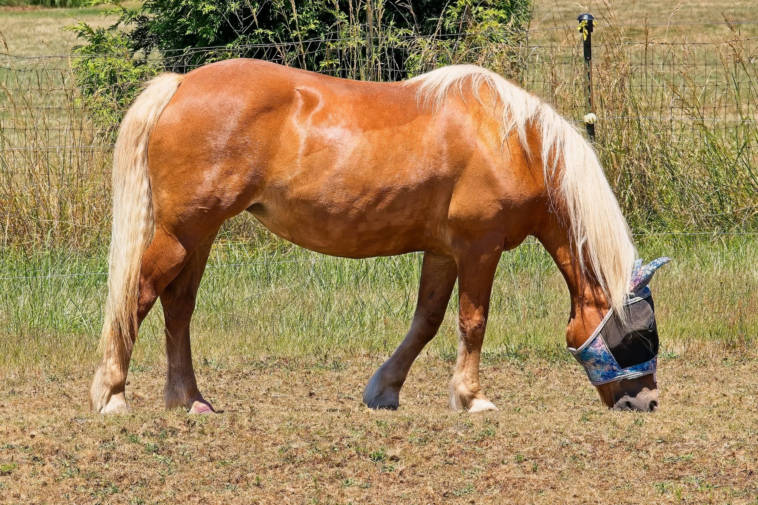 DSC_8198.jpg