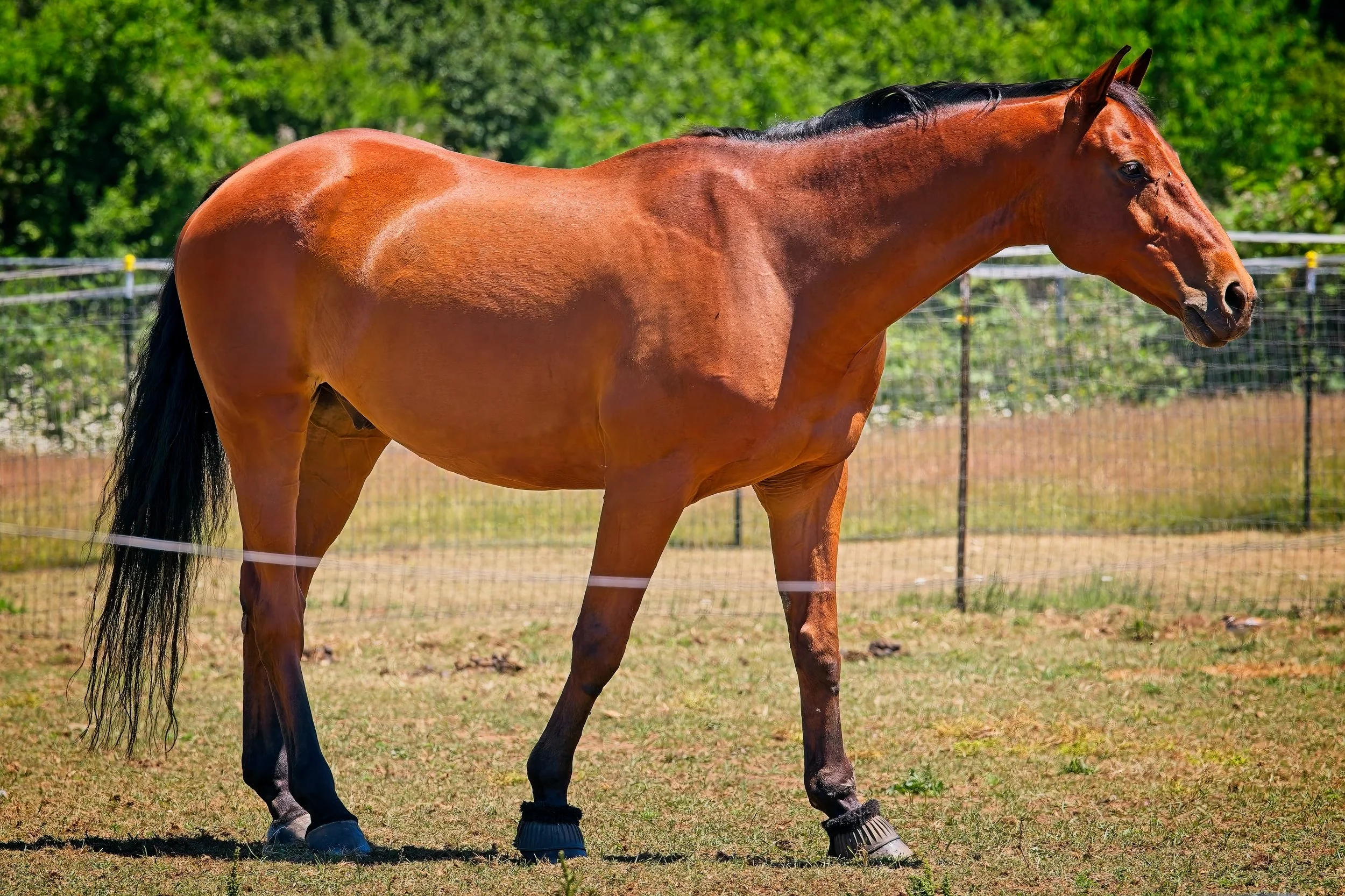 DSC_8222.jpg