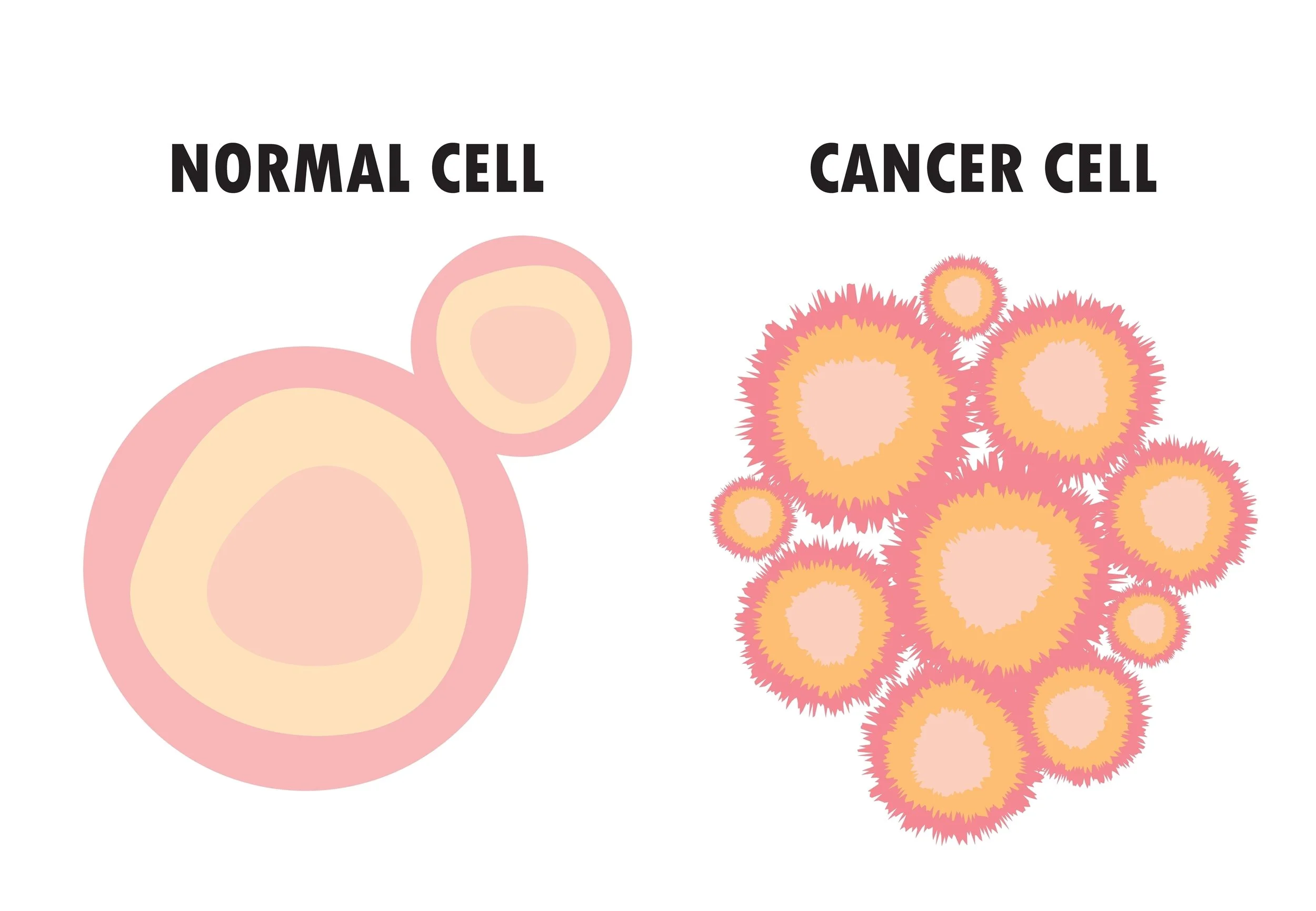 Comparison of a normal cell and a cancer cell, with simplified illustrations. The normal cell is round with a light pink and beige color scheme, while the cancer cell is irregularly shaped with spiky edges and a similar pink and peach color.