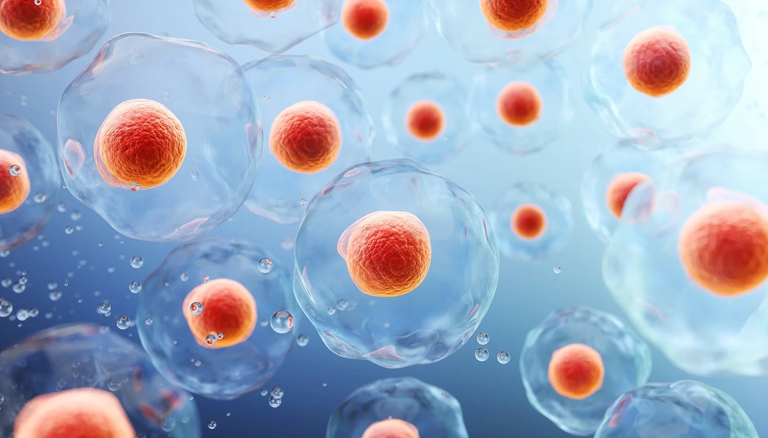 Digital illustration of human cells, with orange nuclei, floating in a blue background.