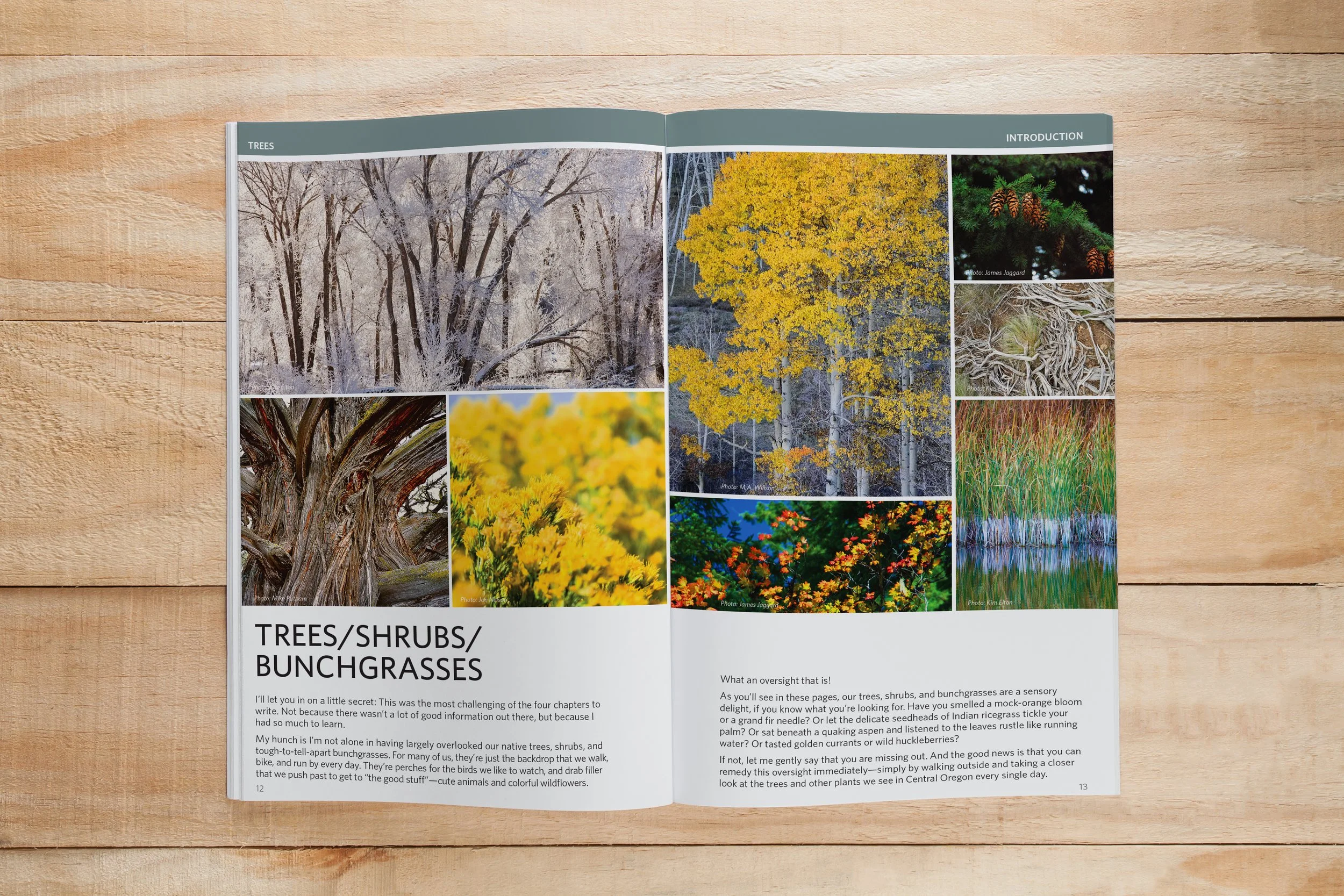 6 thenatureofbend_trees.jpg