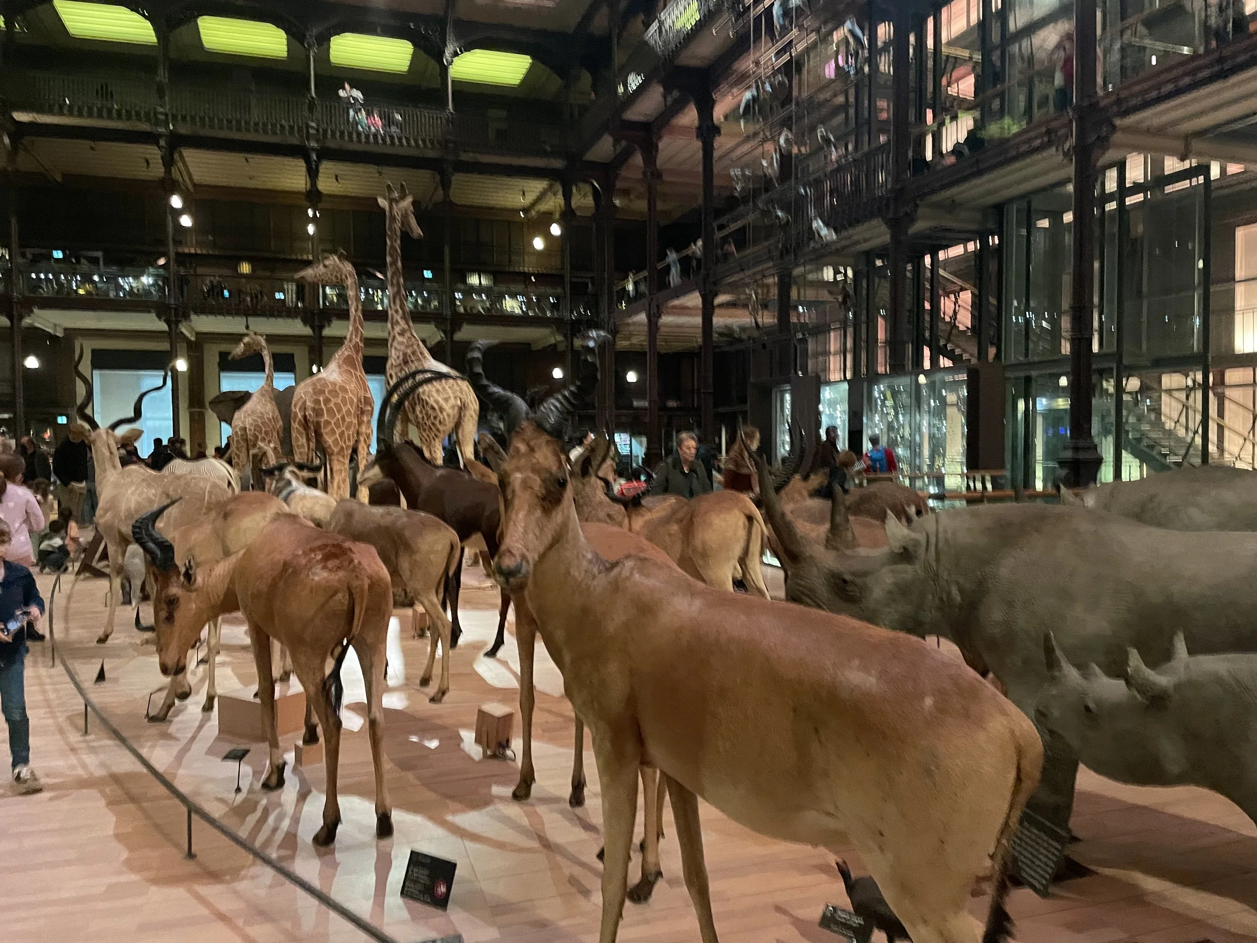 CHILDREN`S GALLERY OF EVOLUTION MUSEUM TOUR