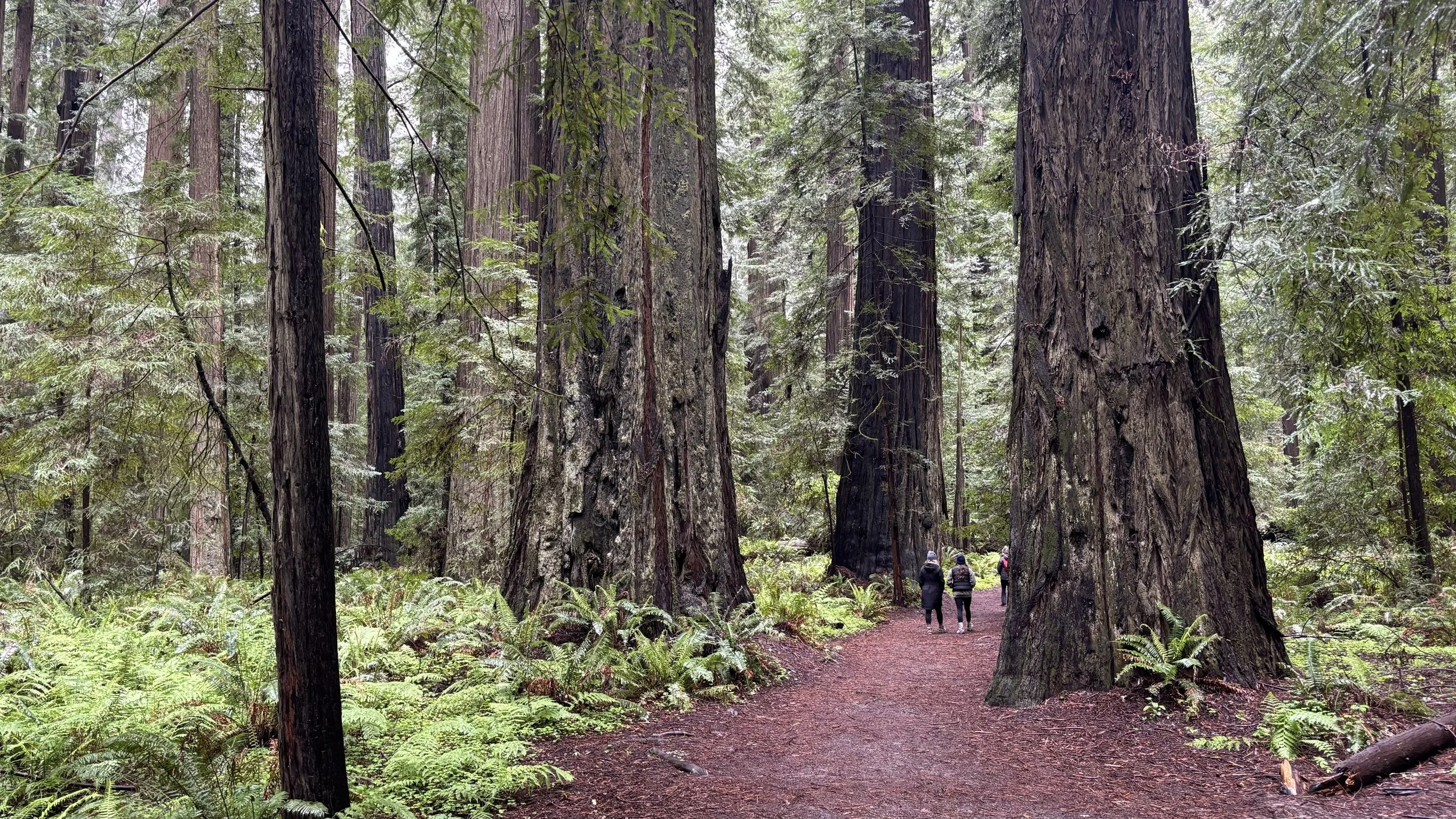 Regeneration: Minimum Viable Dosage