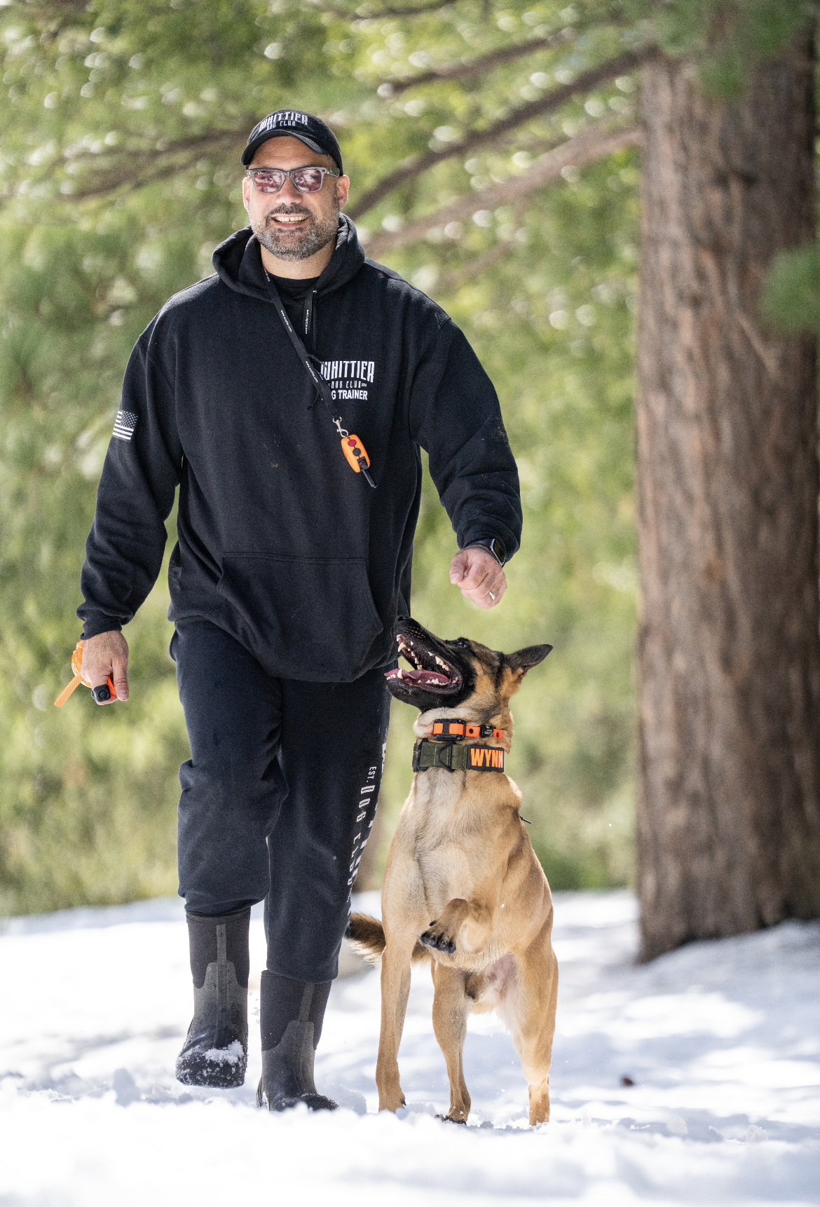 Man running in snowy forest with trained Belgian Malinois dog wearing orange collar.