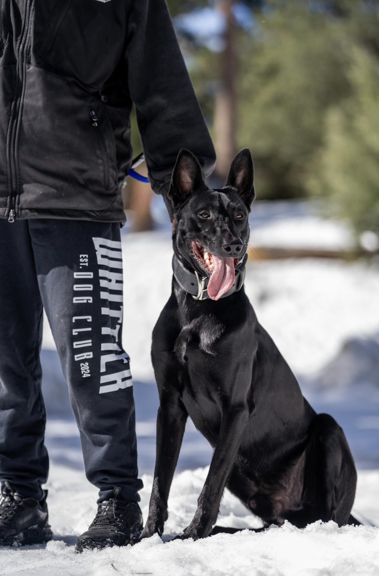 A black Belgian Malinois sitting in the snow next to a person dressed in black outdoor clothing, with a blurred snowy forest background.