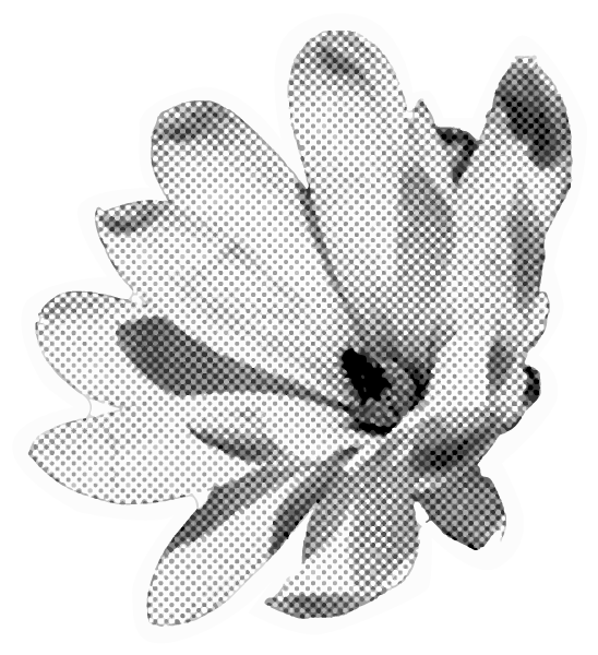 A black and white halftone image of a flower.