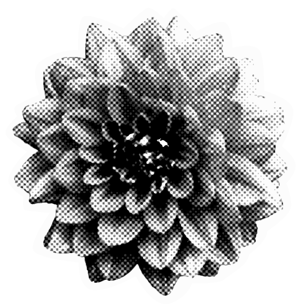 Black and white halftone image of a flower.