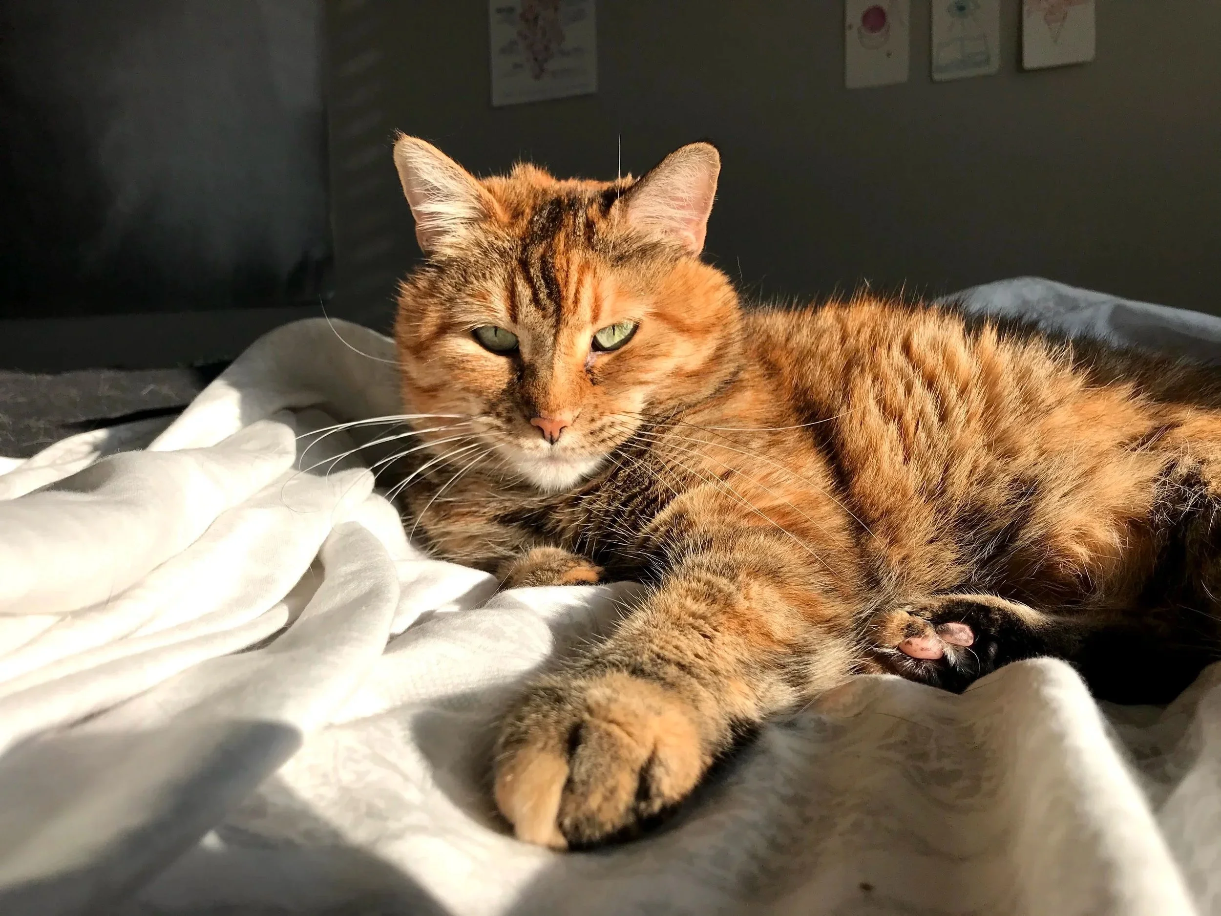 Orange tabby cat sunbathing on bed
