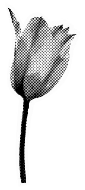 A black and white halftone image of a tulip flower.