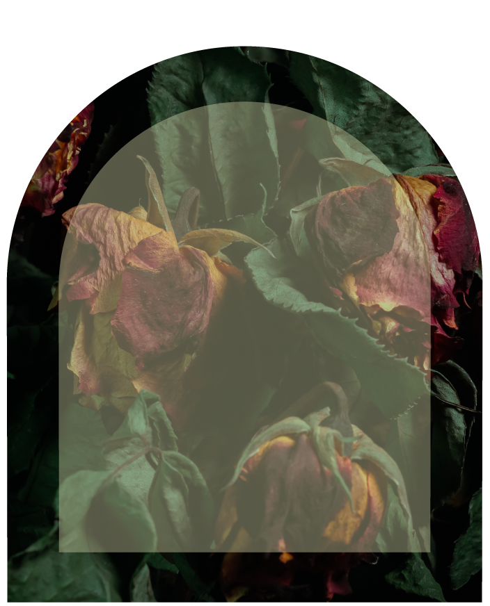 Withered and dried roses with dark green leaves.