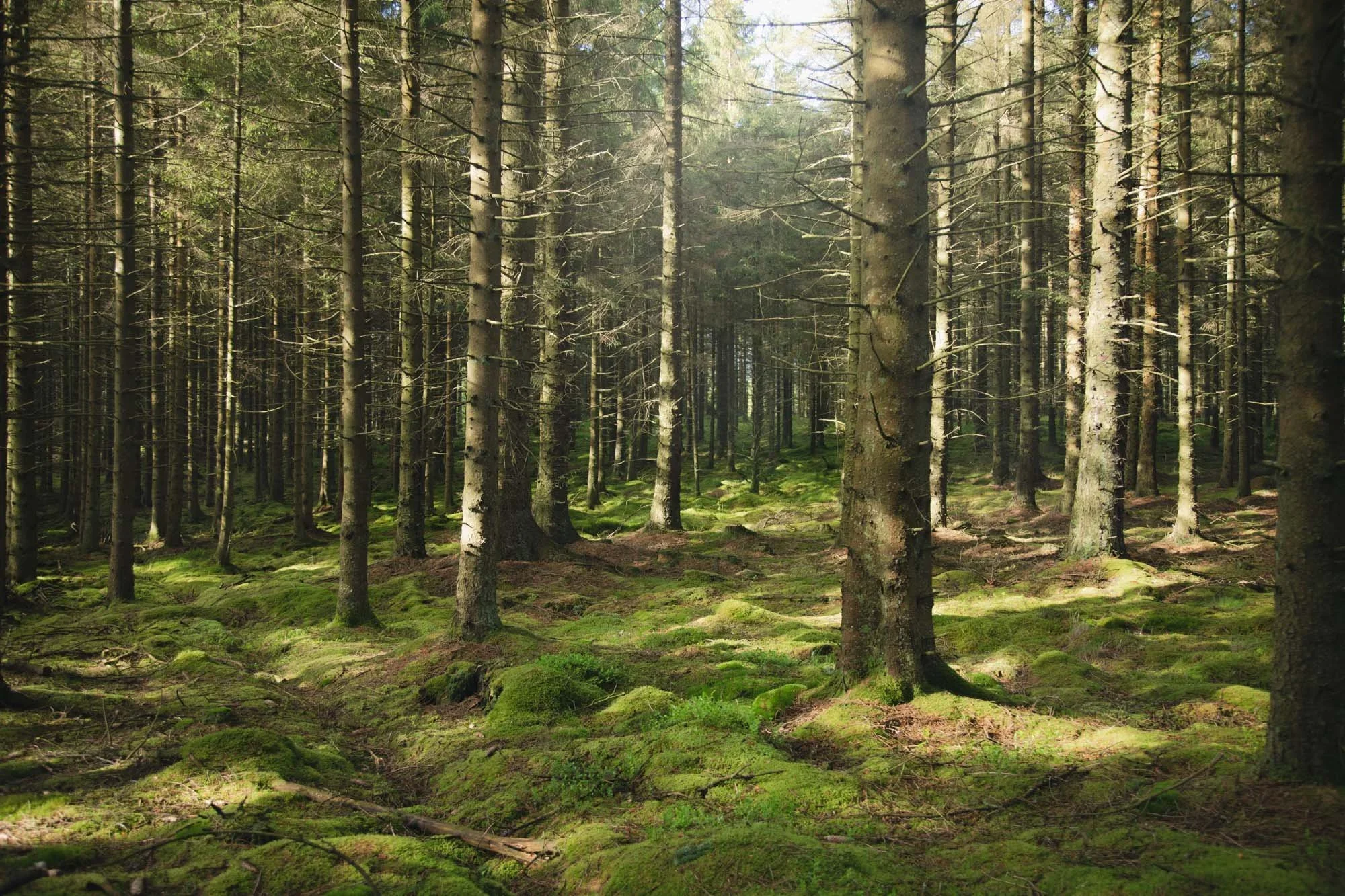 Wandering in Kielder Forest