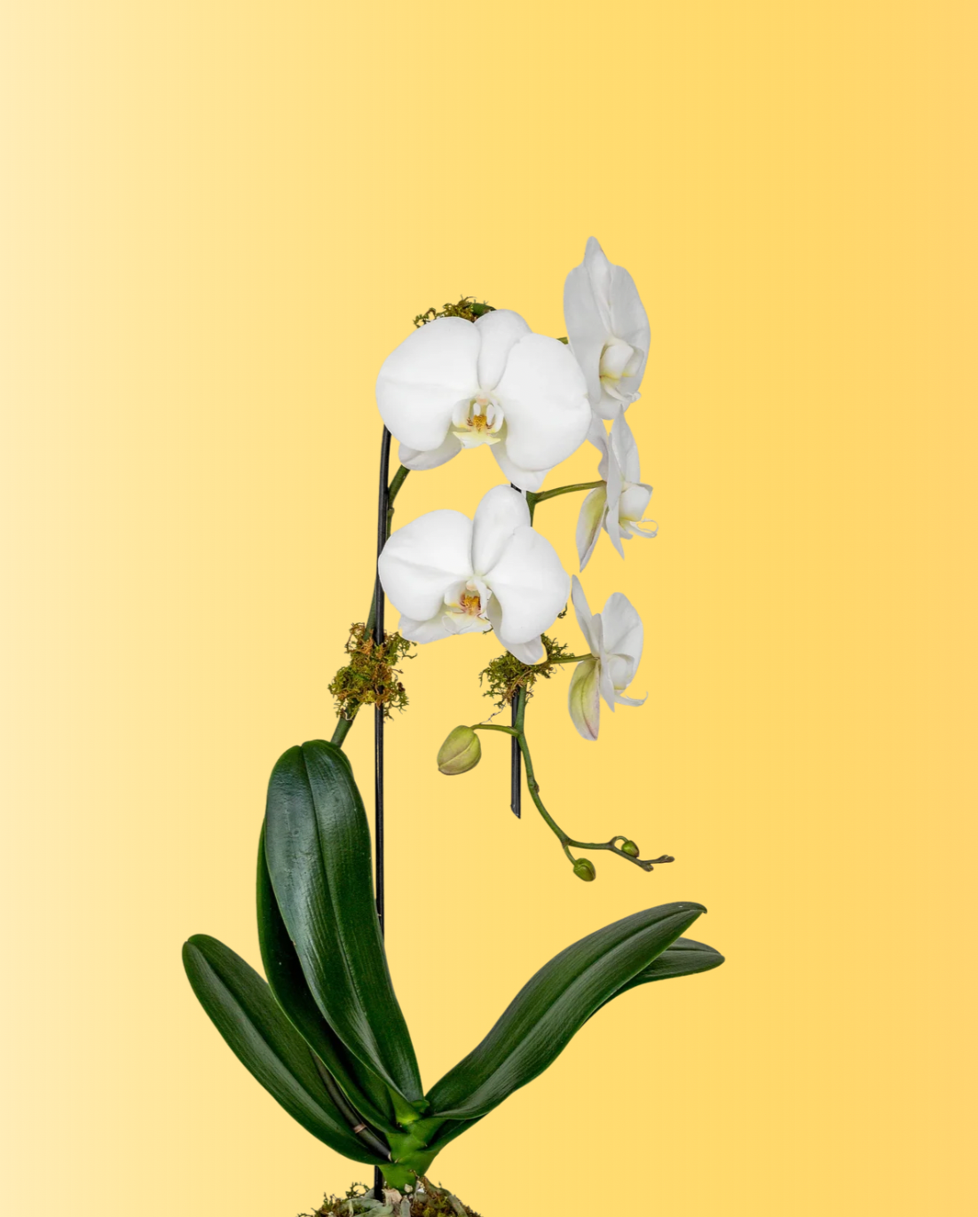 Miracle Gro