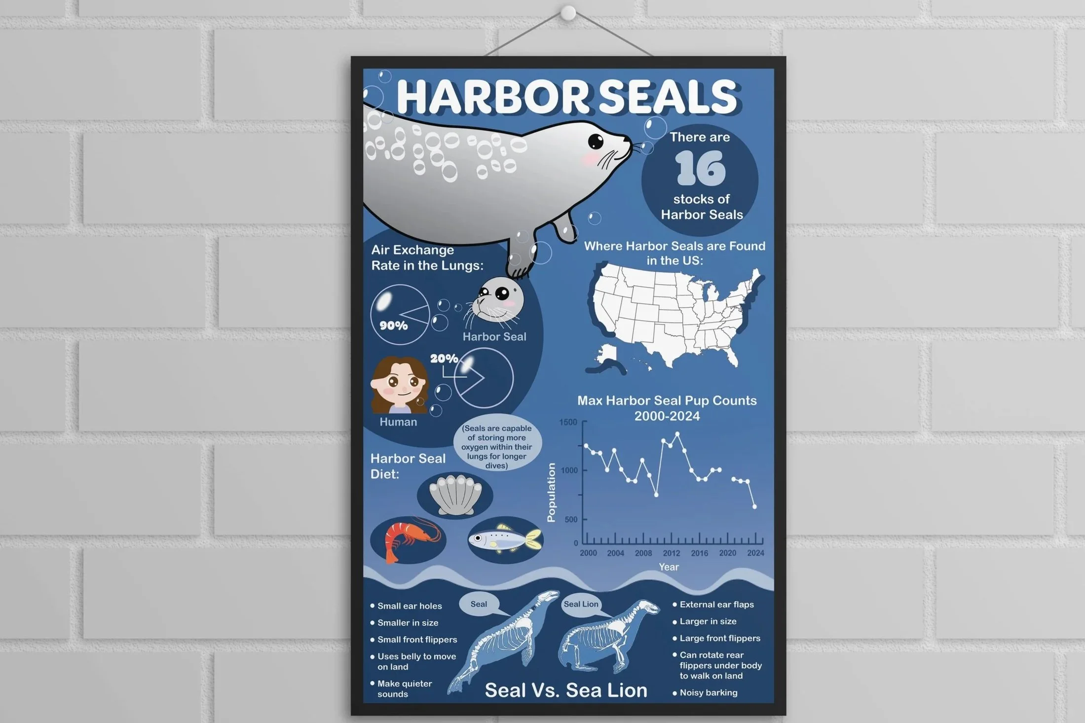 Harbor Seal Infographic