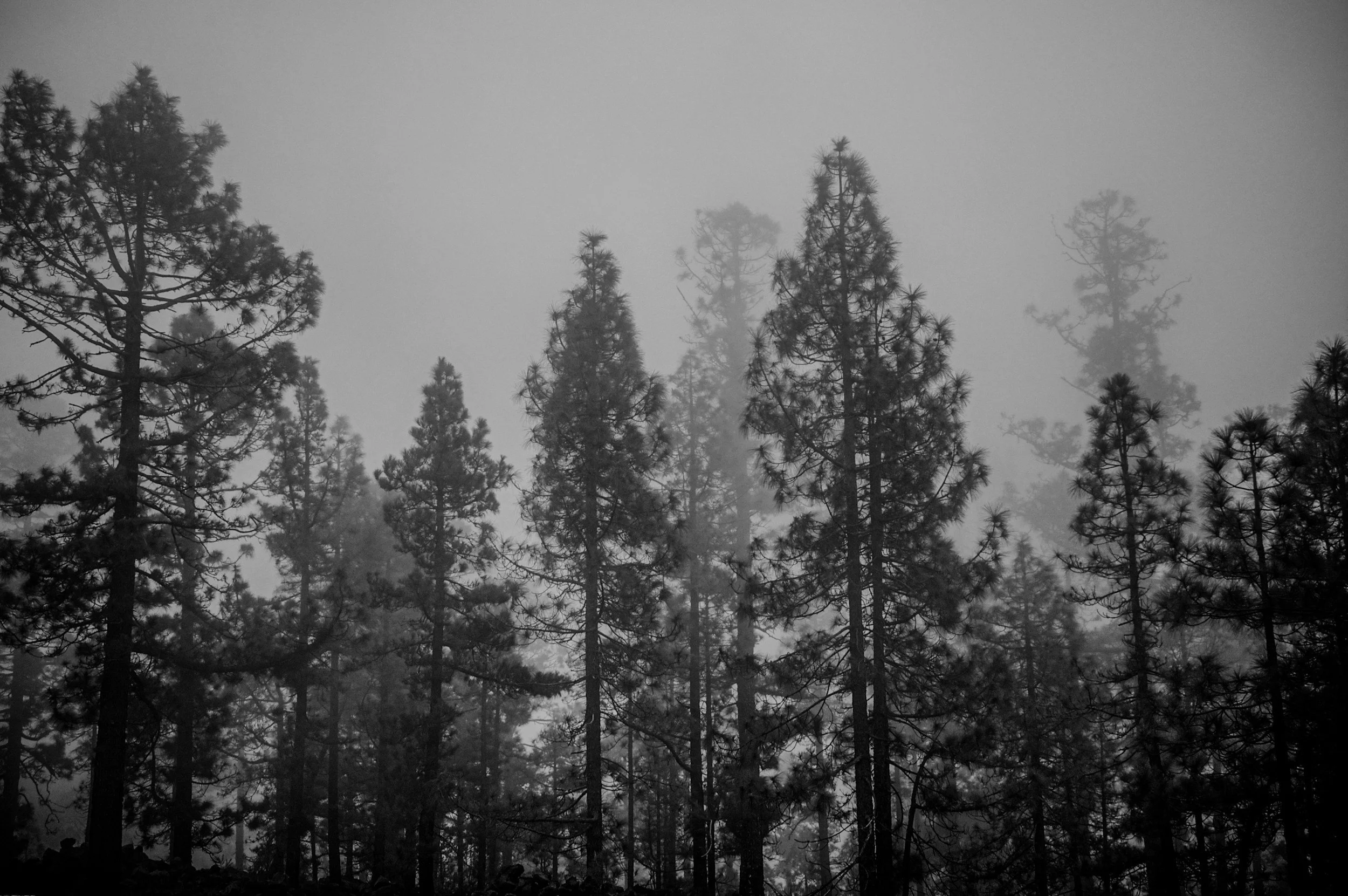 Silhouetted pine trees in a foggy forest, black and white