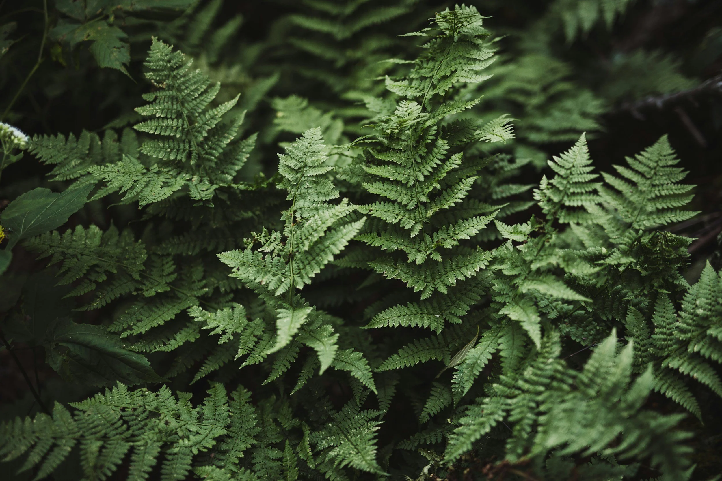 Close-up of green fern leaves in a forest.