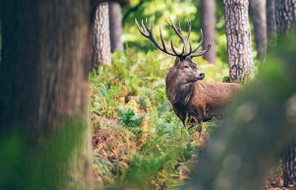 Are Image Stabilized Binoculars Good for Hunting?