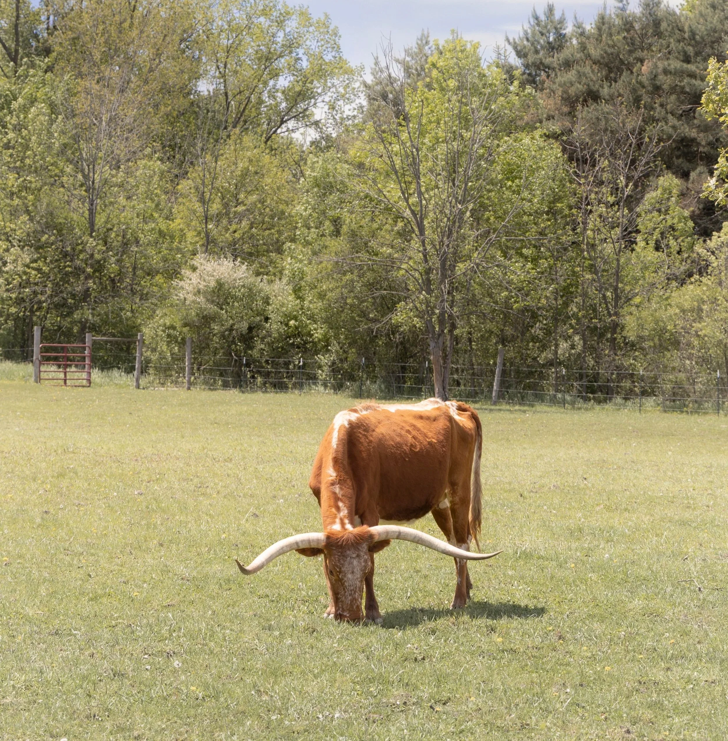 Livestock Photography