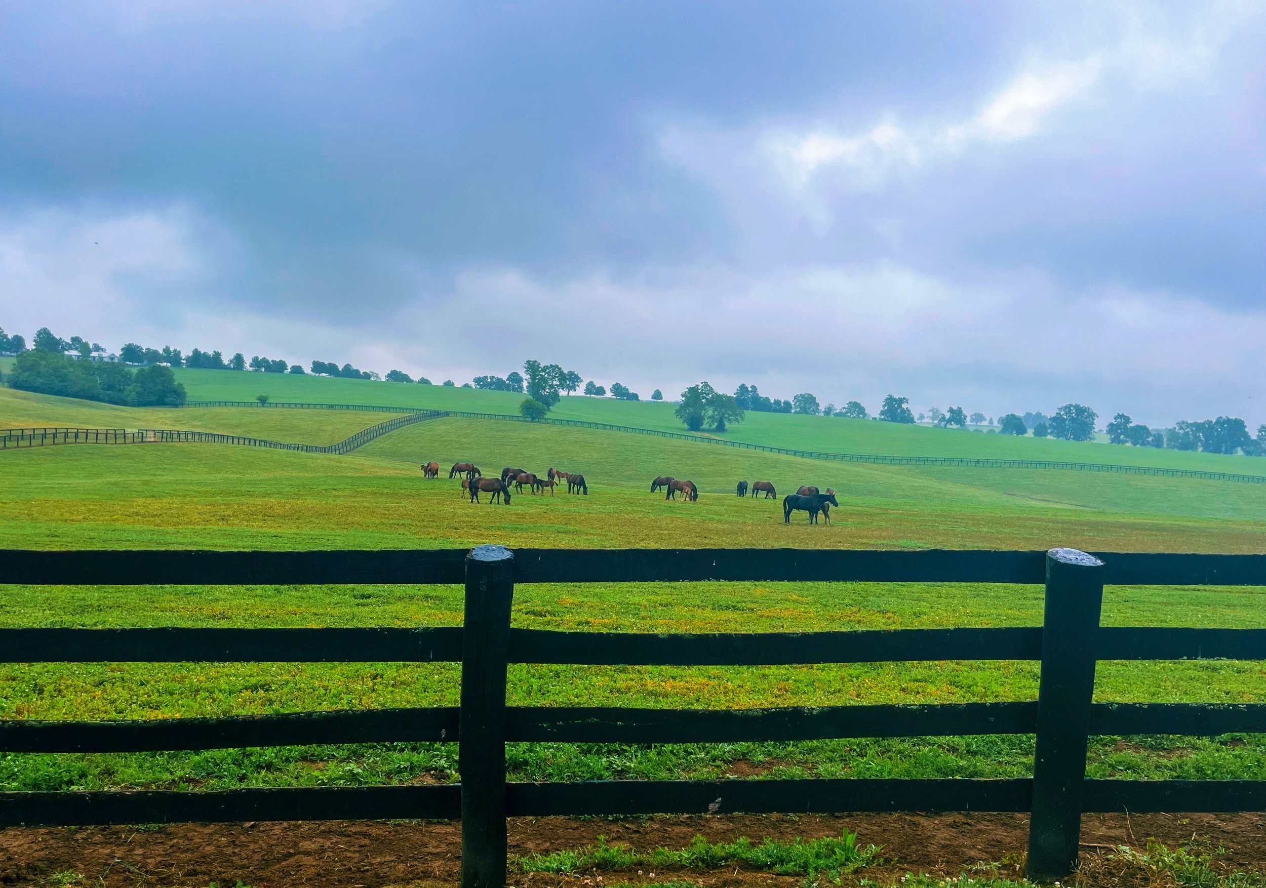 Livestock Photography