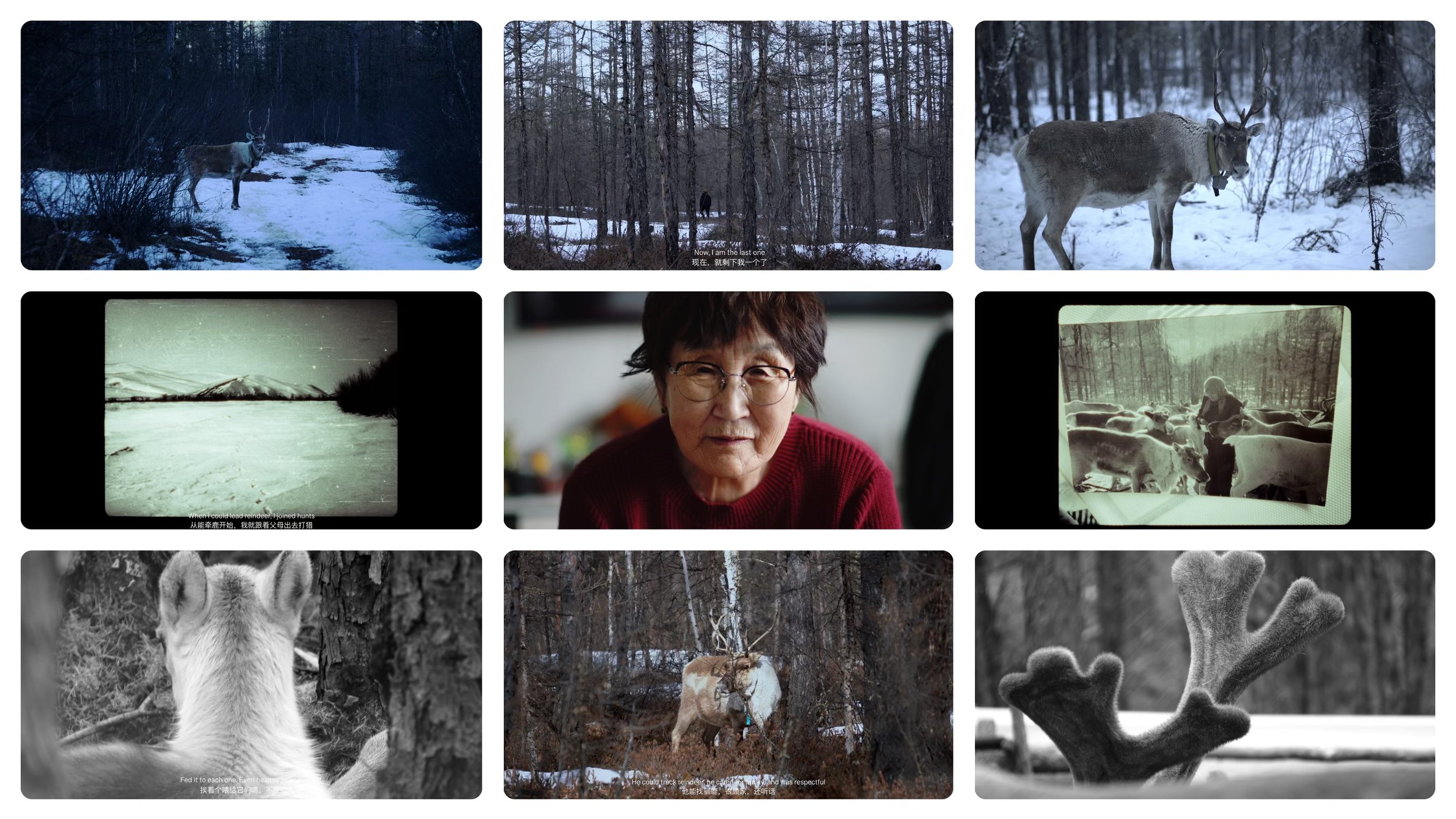 Forest, Evenki, Reindeer