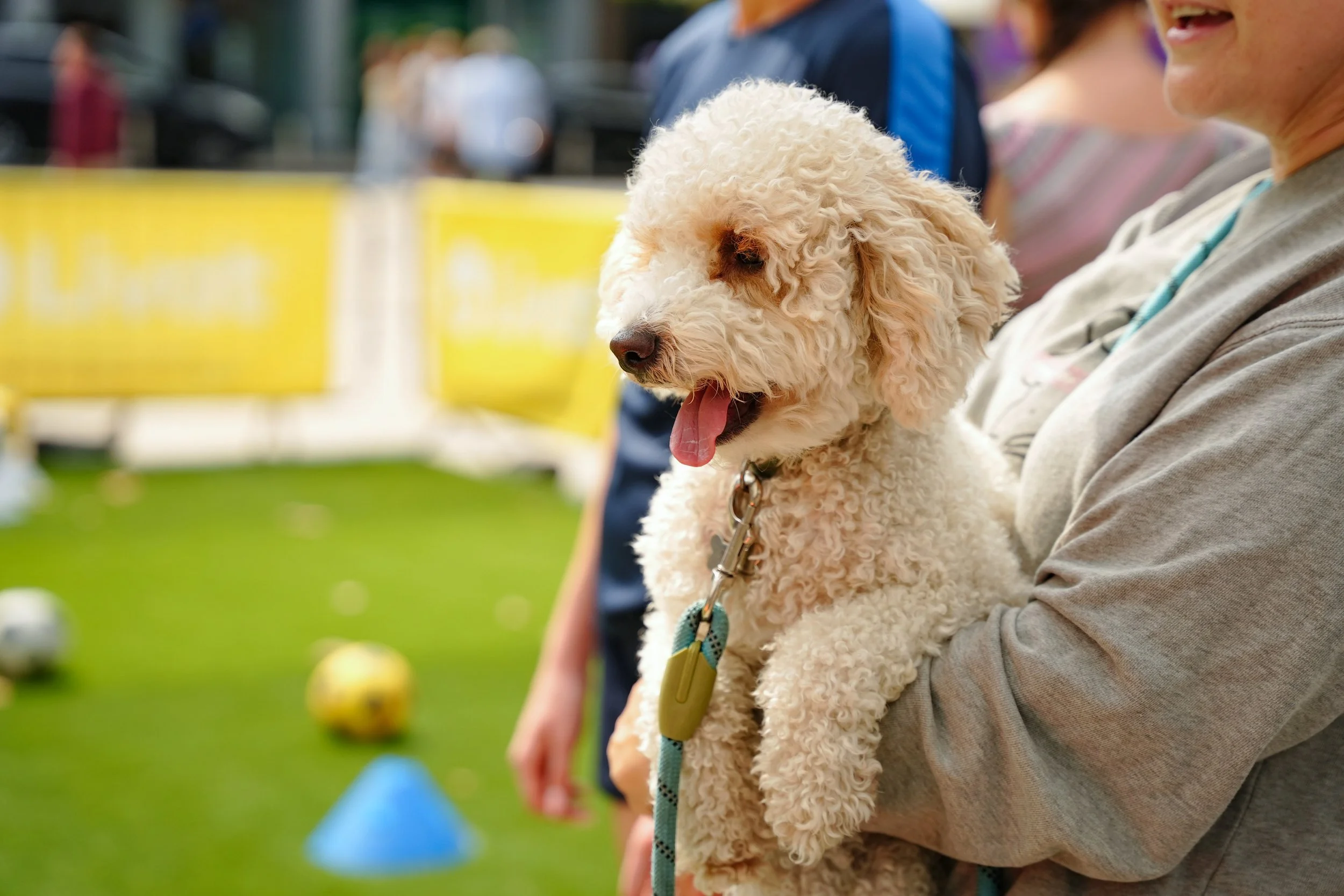 Person holding a fluffy, cream-colored poodle at an outdoor event with green grass and blurred colorful cones and balls in the background.