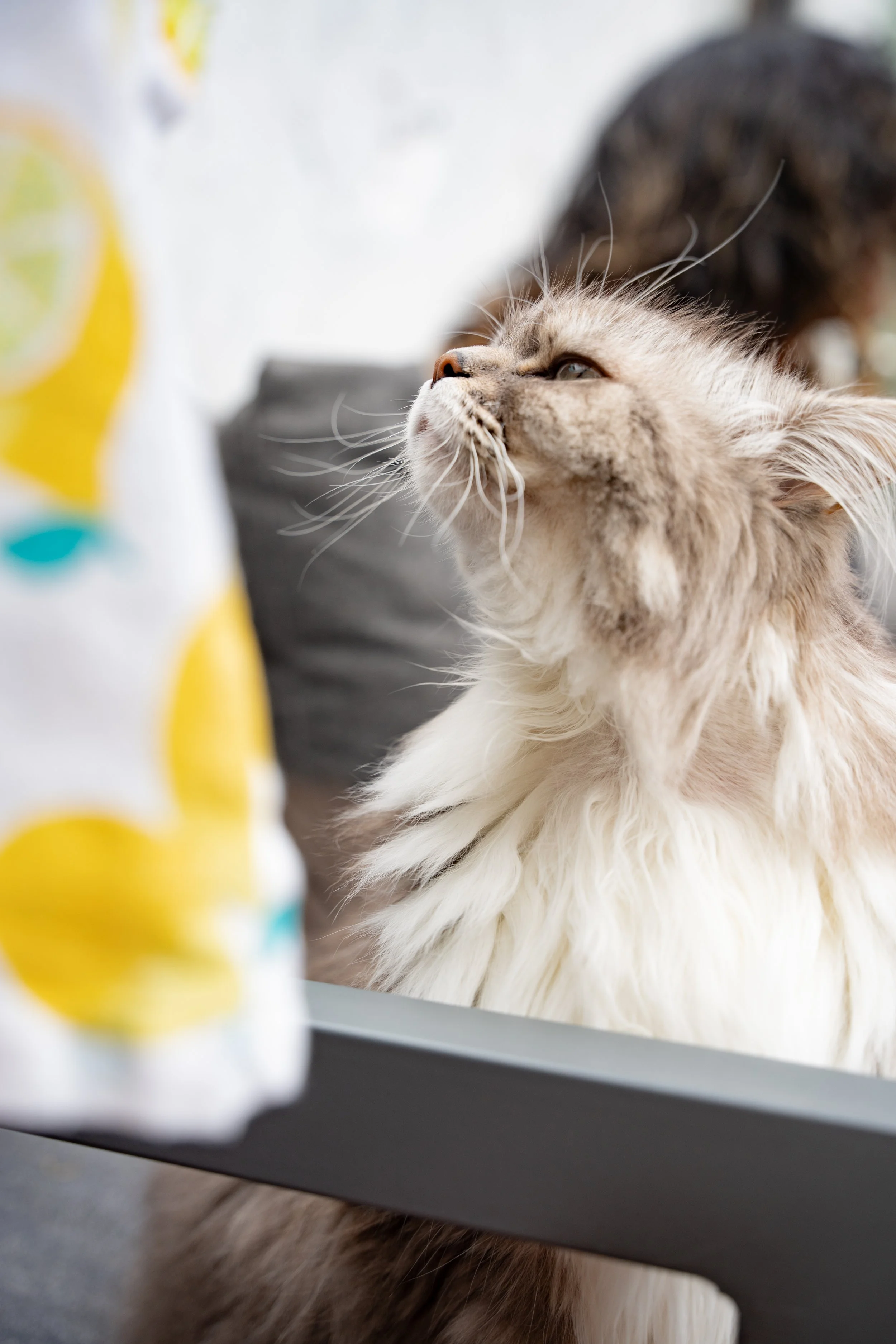 A fluffy, long-haired cat with cream and gray fur looks up with a relaxed expression, sitting behind a glass window, with a blurred lemon-themed object in the foreground.