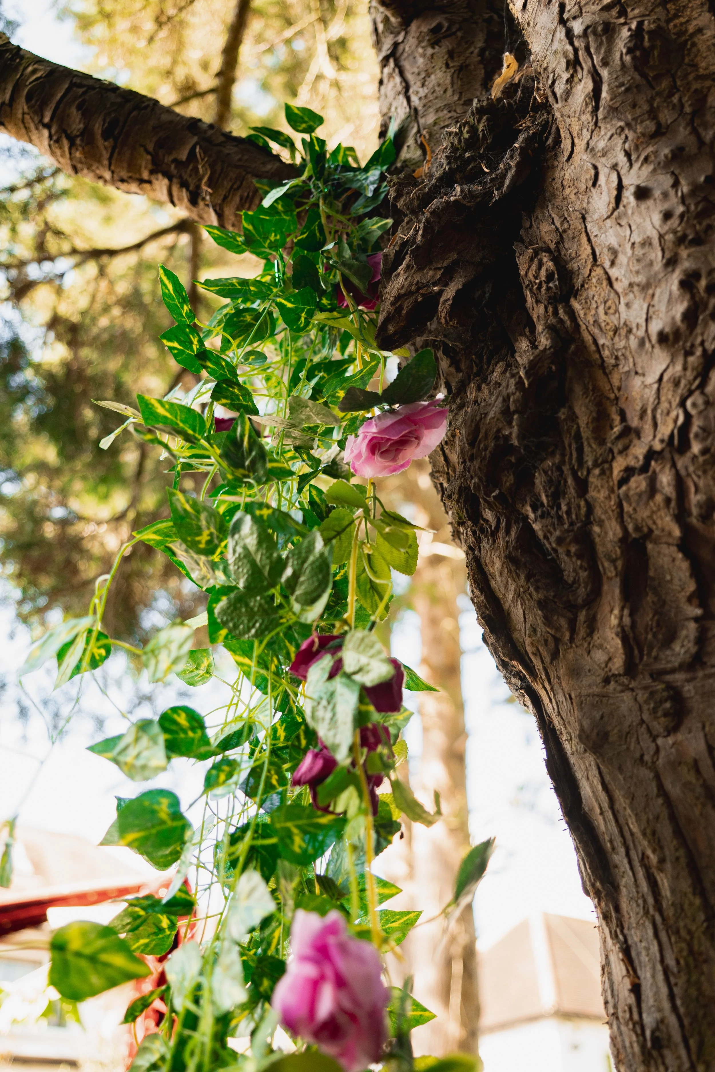 Close-up of a tree trunk with ivy and pink flowers climbing up the side, with sunlight filtering through the background.