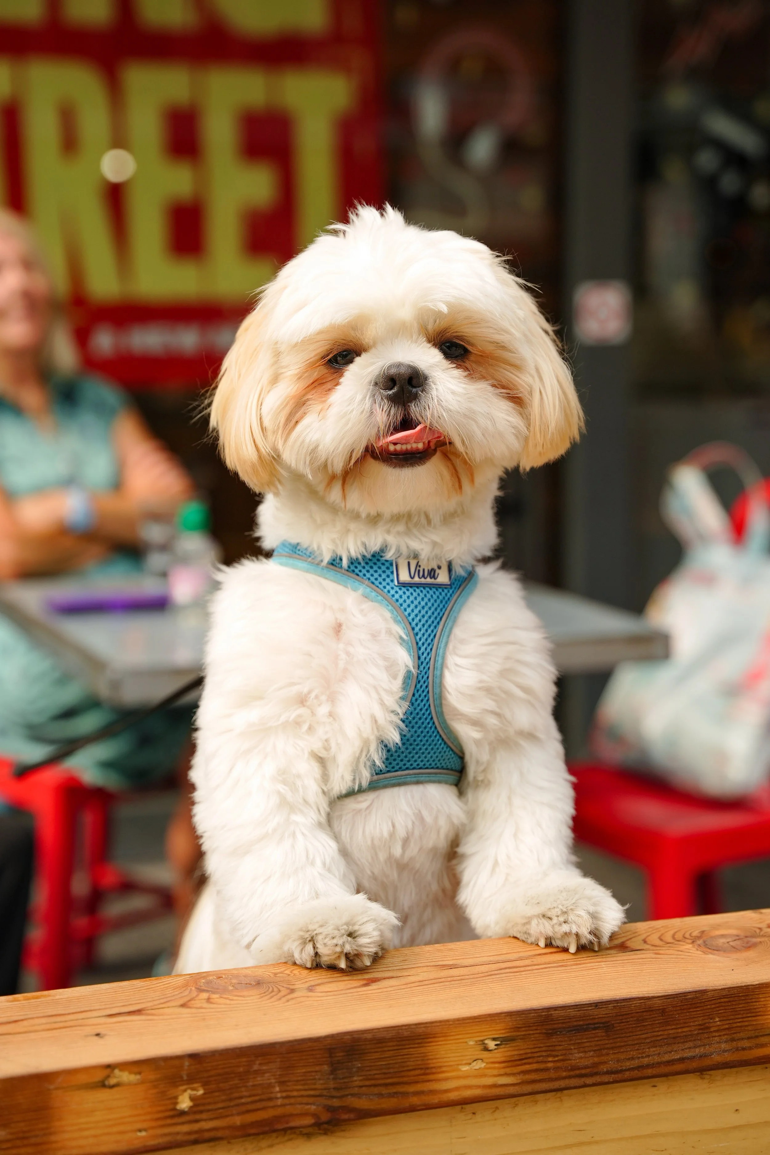 Cute white and tan dog with a blue harness standing on its hind legs and resting front paws on a wooden surface. In the background, a woman with glasses and a green top is blurred, with a red and yellow sign that partially reads 'FREE'.