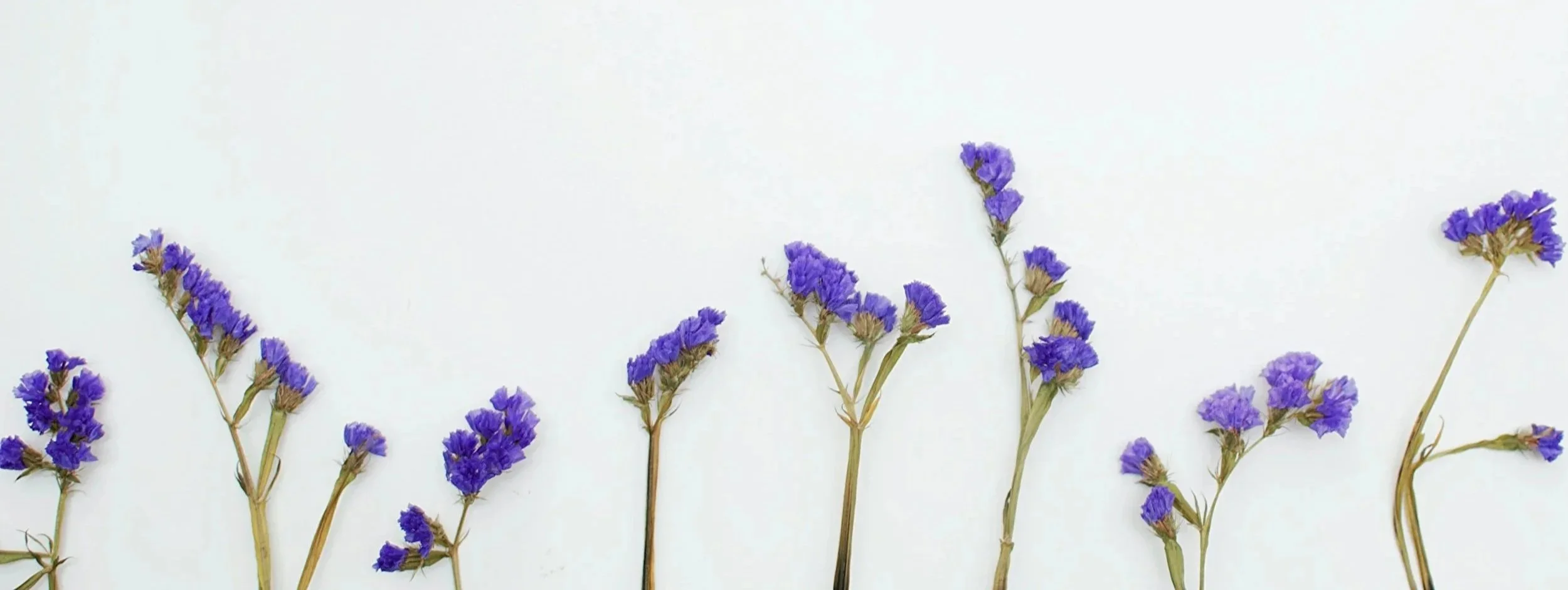 A row of purple dried flowers arranged horizontally on a white background.