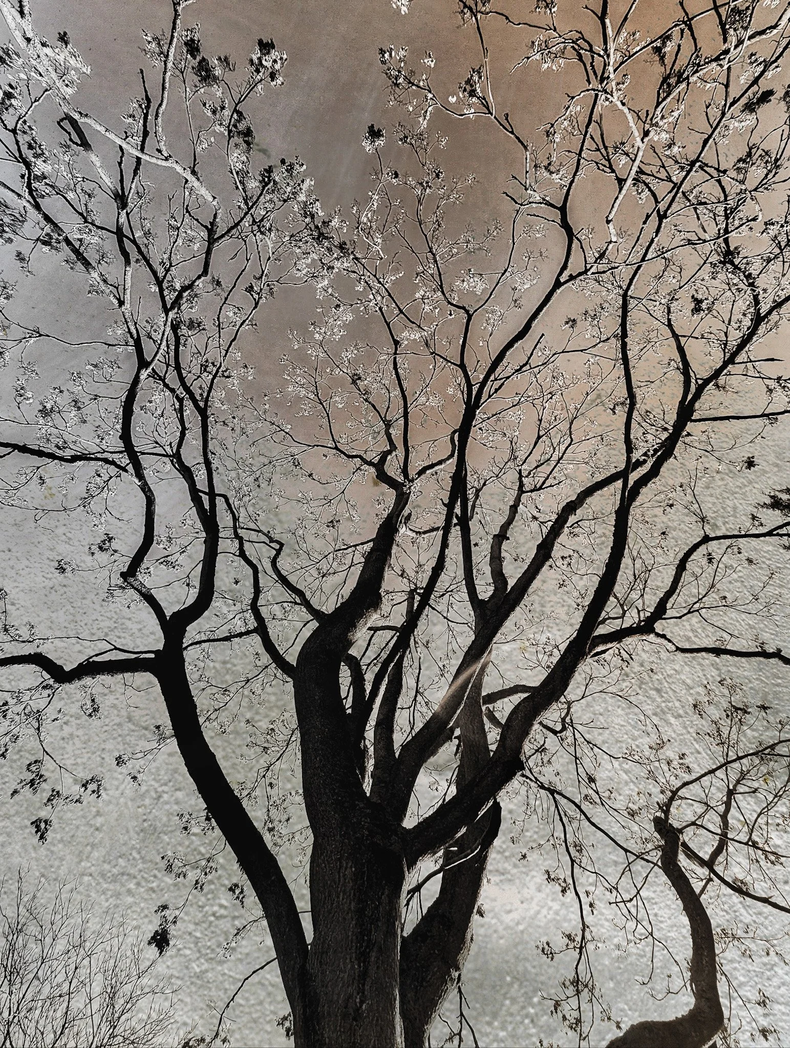 Tree with bare branches against a metallic textured sky background.